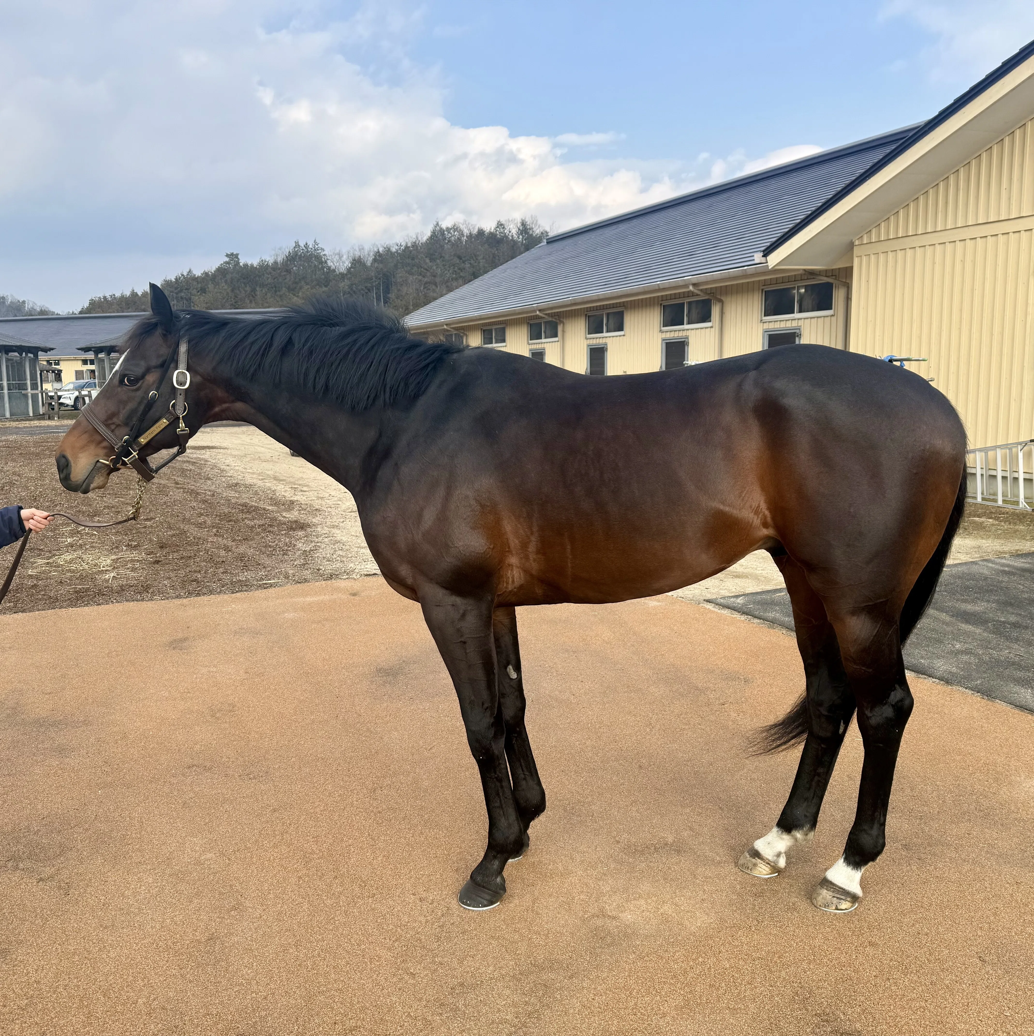 阪神大賞典回顧】アドマイヤテラ驚異のレコード3.02.0‼️武豊の完璧な