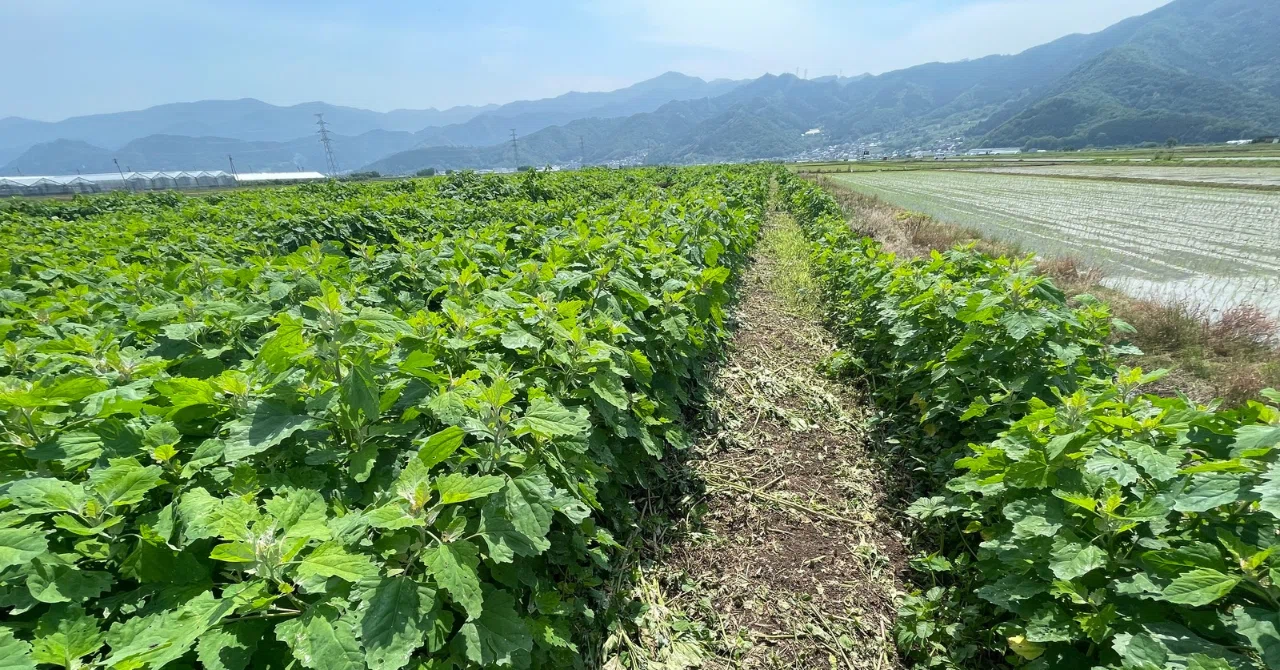 ヘーゼルナッツの苗を植える｜ヘーゼルナッツ 風と土
