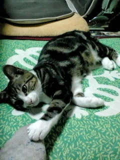 🐱3月22日は「キジ猫の日」だったらしい｜つなくろ