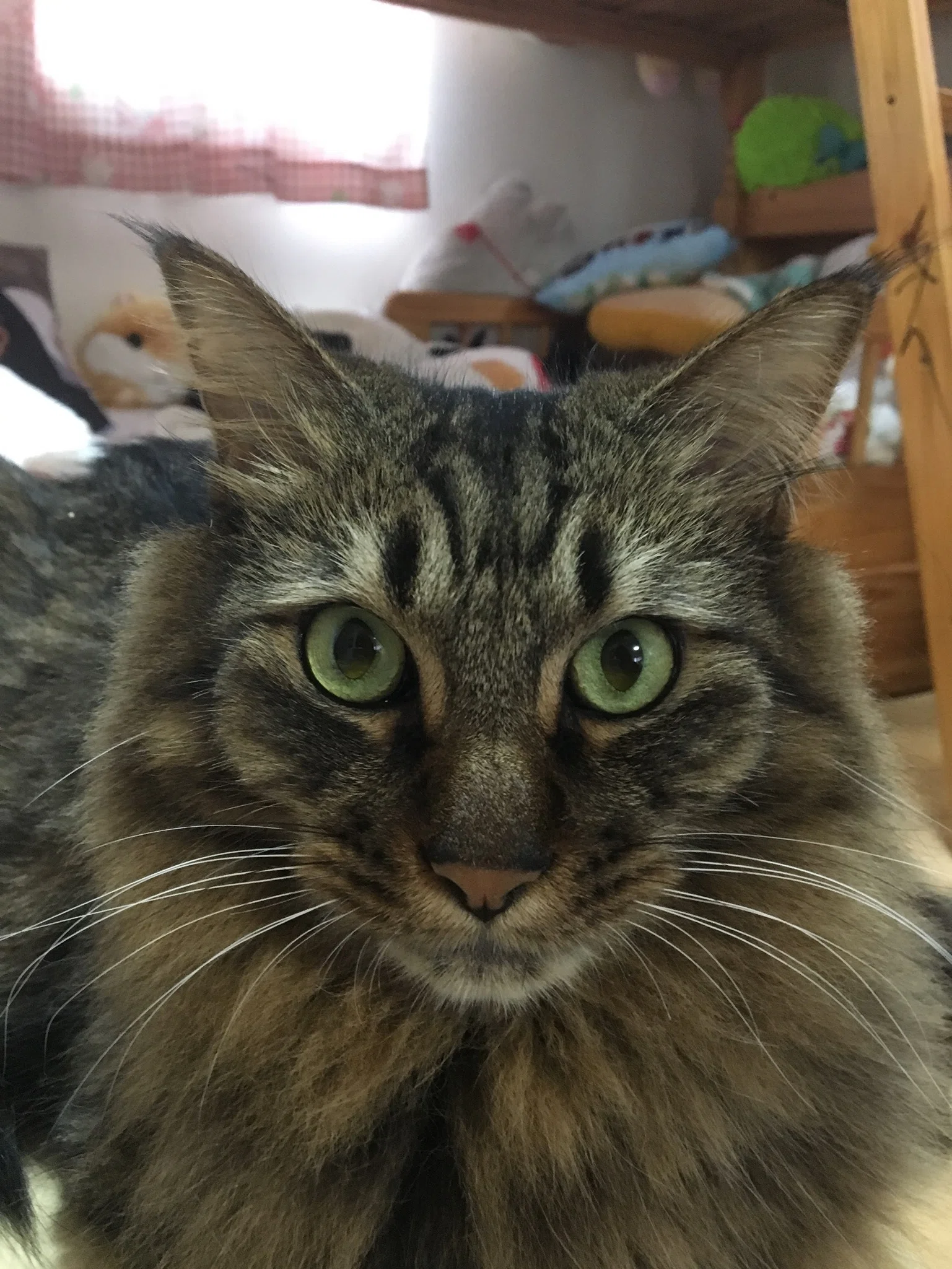 きじねこ 🐱3月22日は「キジ猫の日」だったらしい｜つなくろ