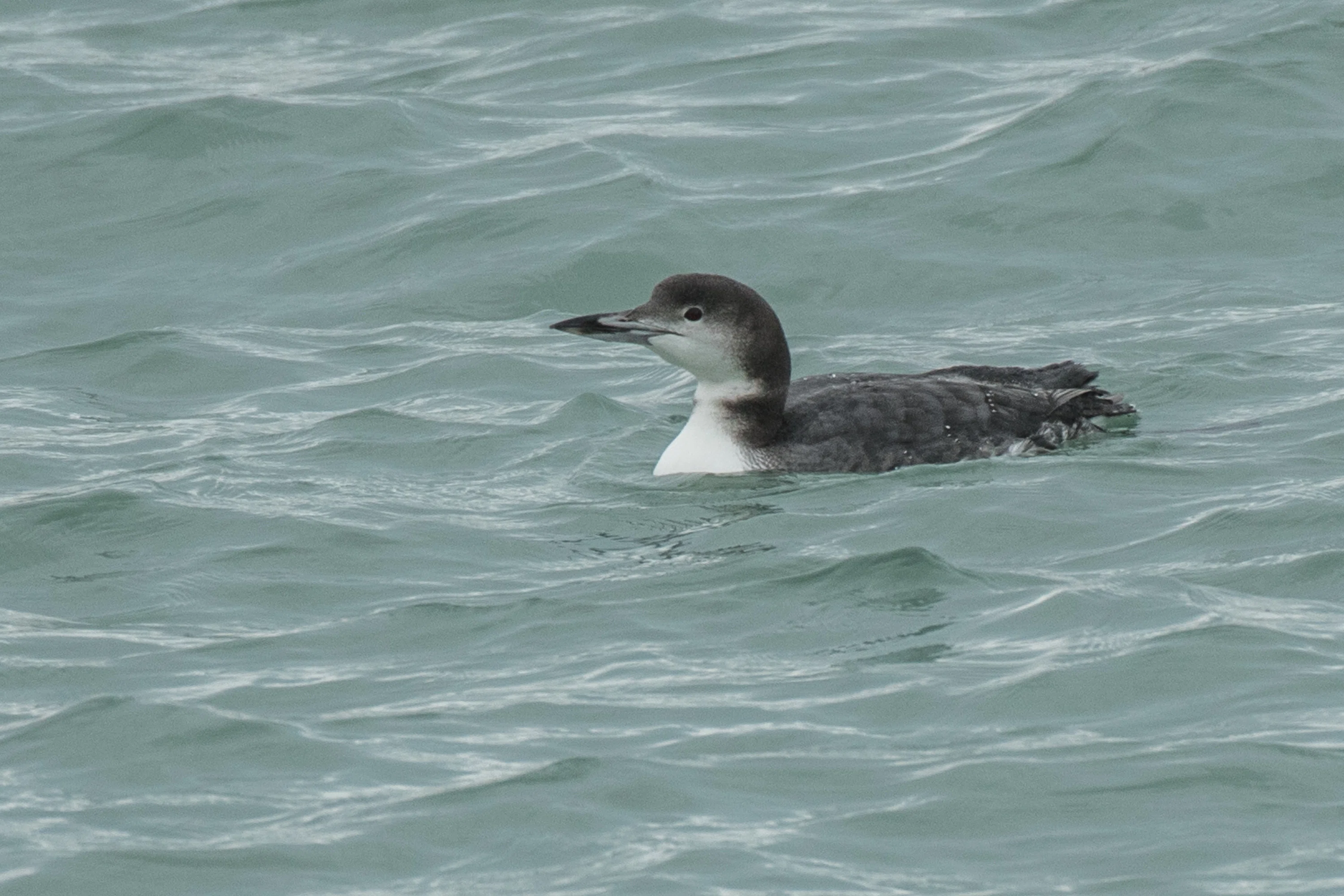 シカゴでバードウォッチング！】 Red-throated Loon｜ローリー