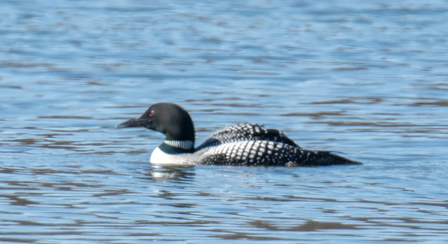 シカゴでバードウォッチング！】 Red-throated Loon｜ローリー