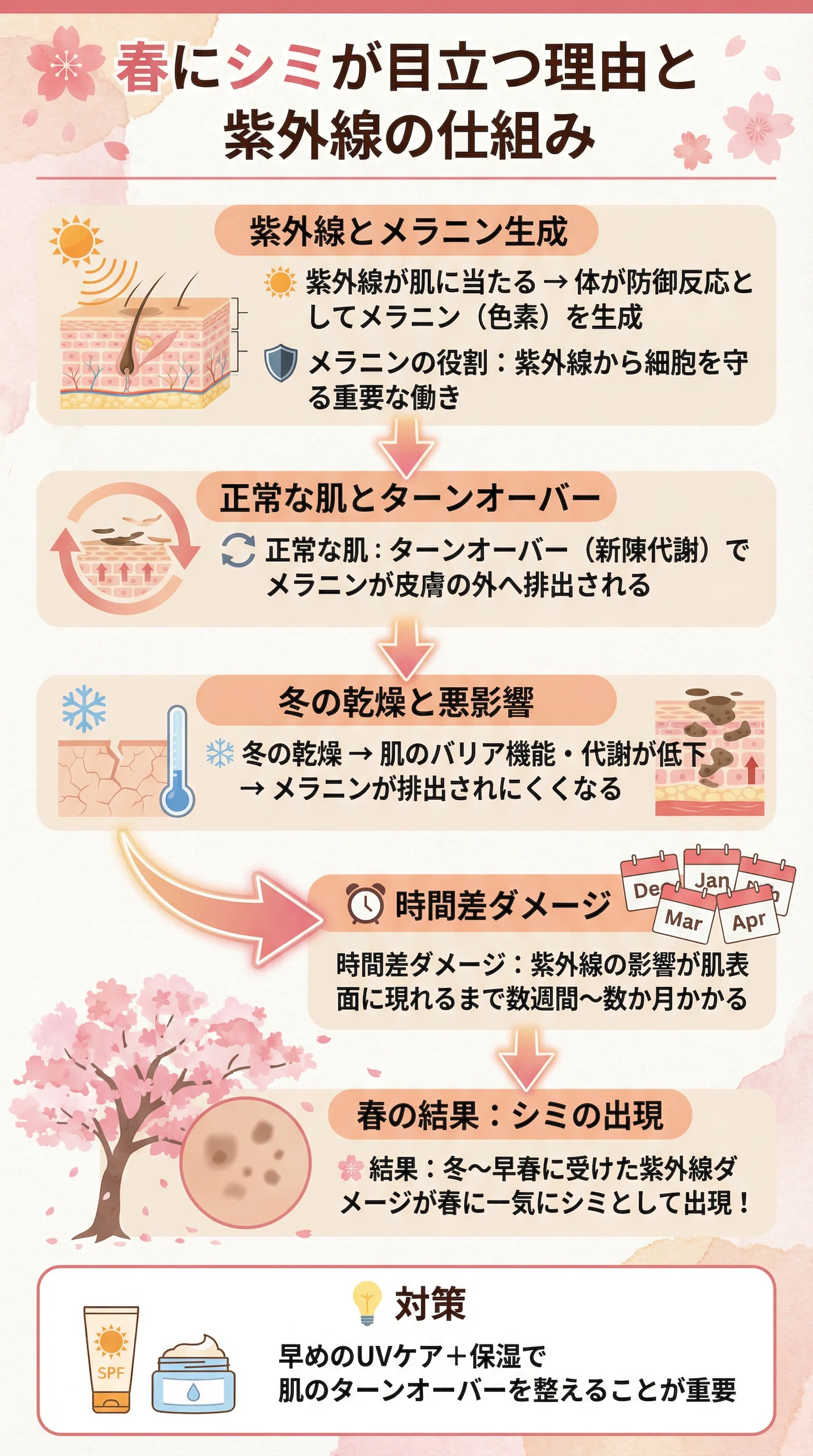 Why Dark Spots Become More Noticeable in Spring｜わたるl体の仕組み解説
