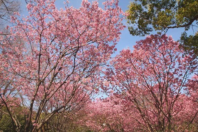 桜便り>ヨウコウザクラ|清愁 桜便り>ヨウコウザクラ|清愁