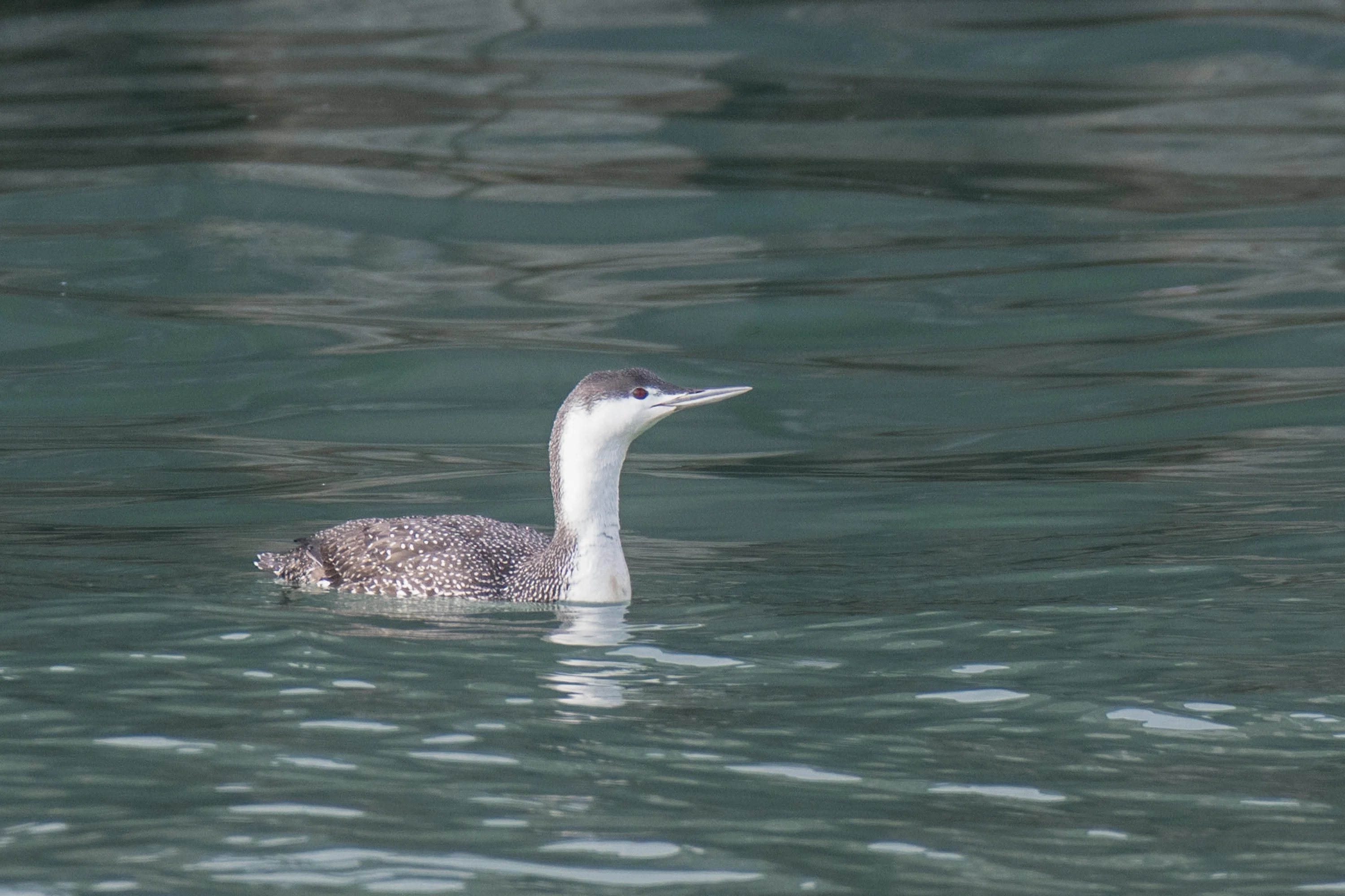シカゴでバードウォッチング！】 Red-throated Loon｜ローリー