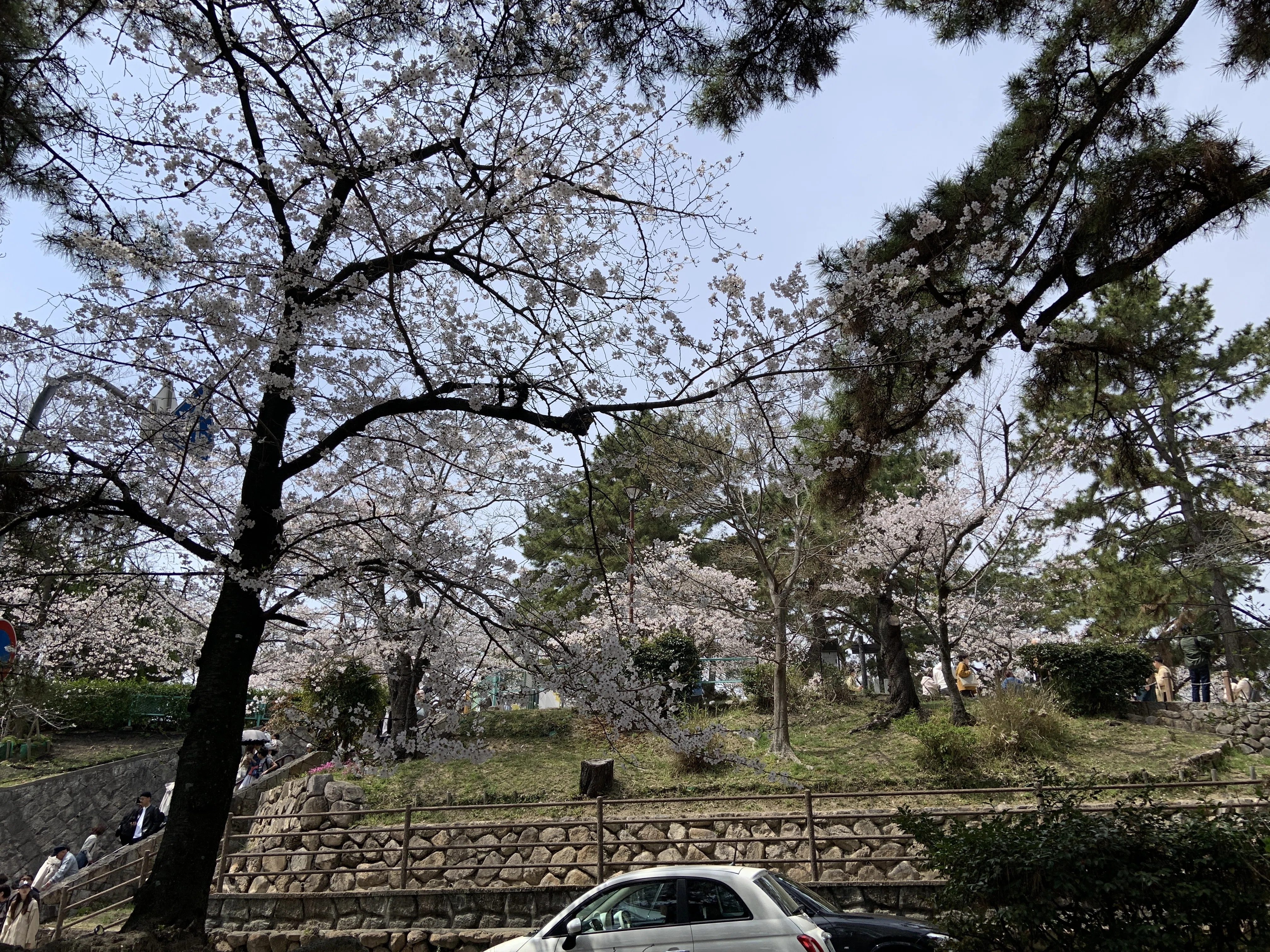 Shukugawa Cherry Blossoms in Nishinomiya, Hyogo: A Famous Cherry