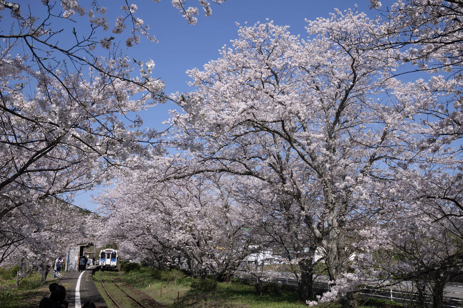 Beware of 'Hidden Underexposure' During Cherry Blossom Season