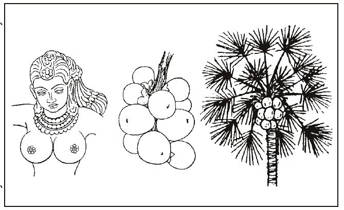 双子椰子の実 植物屋のこぼれ話（続編）その19フタゴヤシ バルメラヤシ by立花吉茂