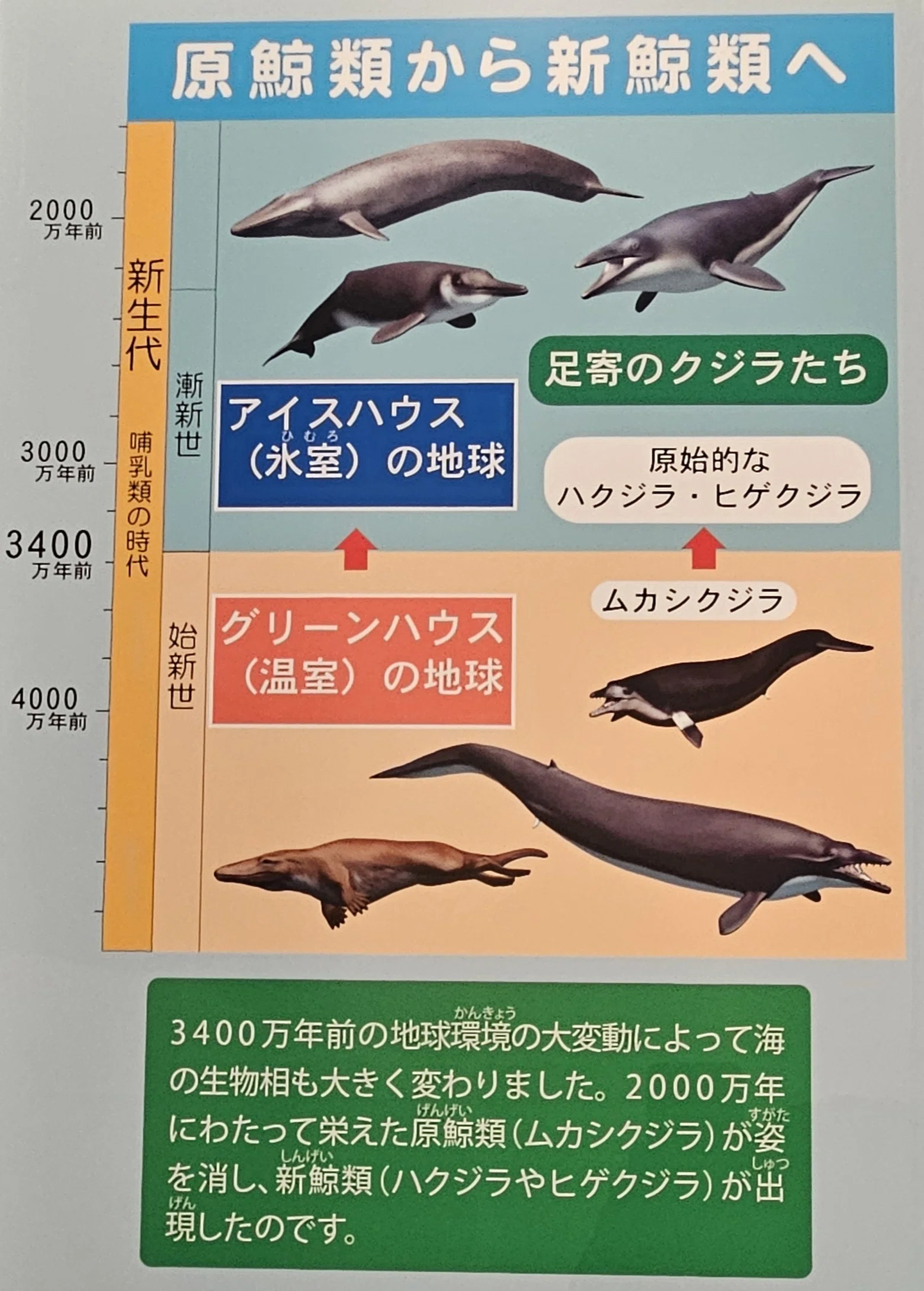 全国博物館の旅【77】足寄動物化石博物館｜美原さつき