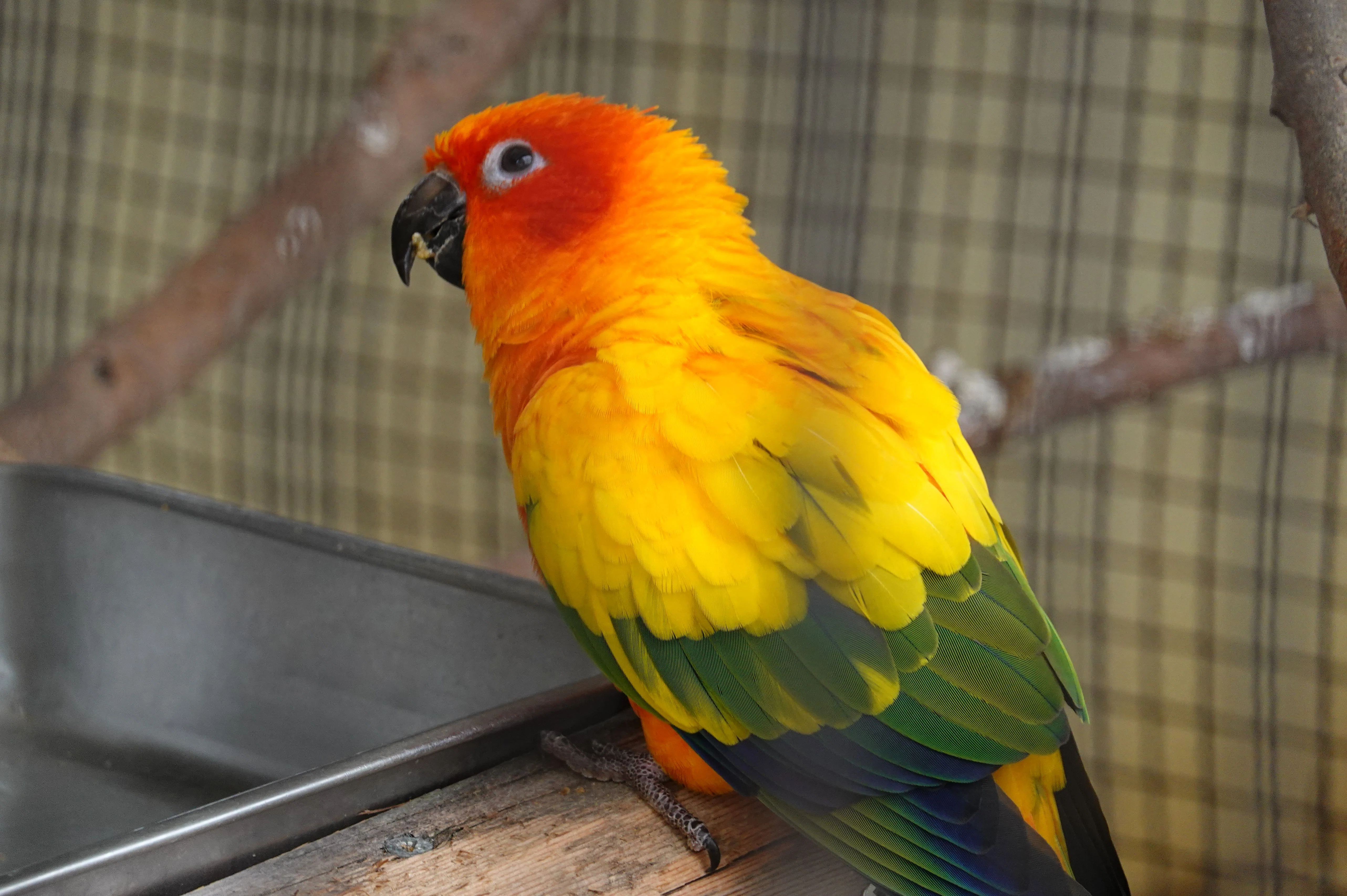 コガネメキシコインコの写真集｜M_ayumi