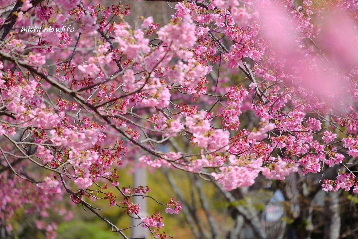 2026年桜巡りvol.1～青空に映える陽光桜・江戸彼岸桜｜*michi*