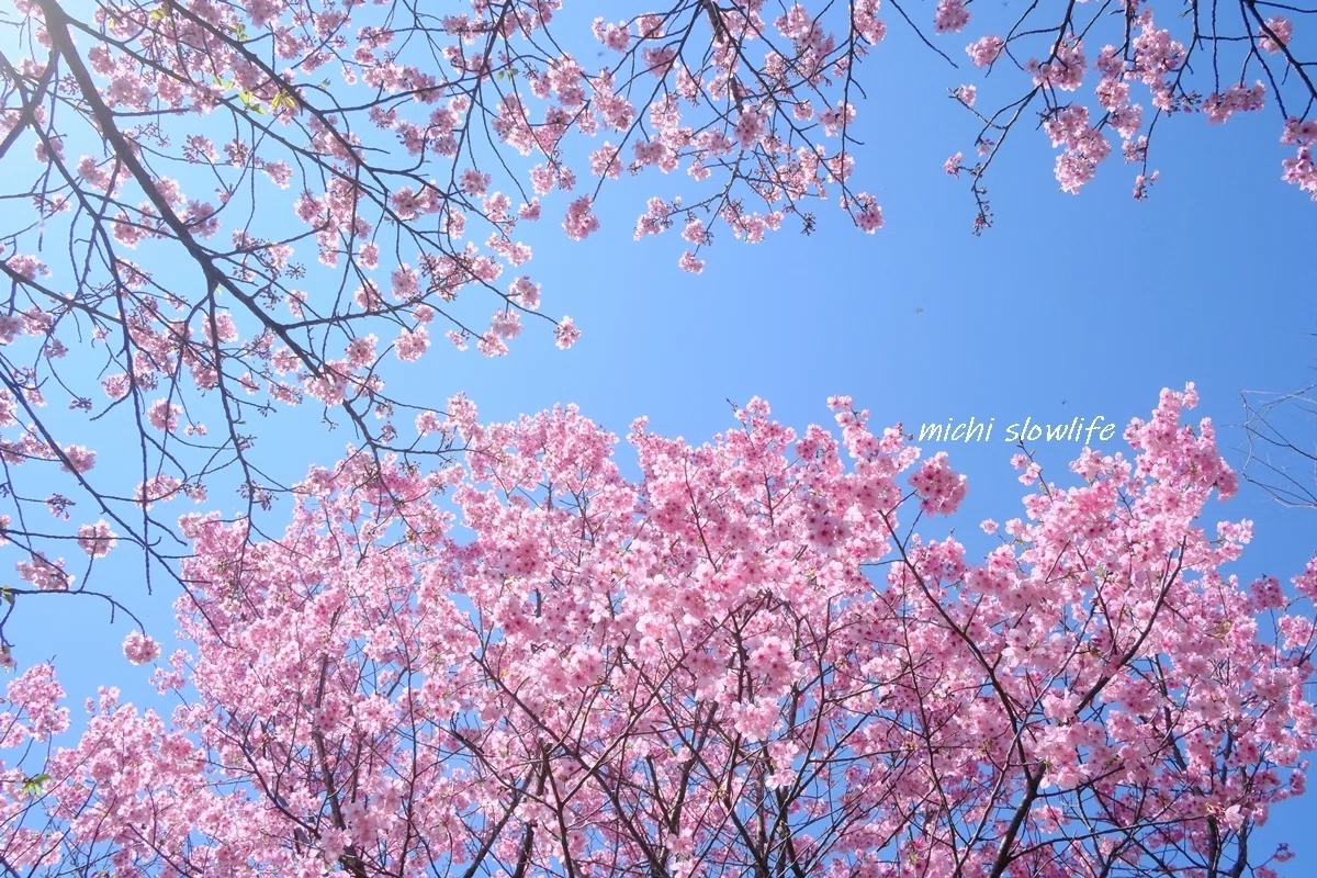 2026年桜巡りvol.1～青空に映える陽光桜・江戸彼岸桜｜*michi*