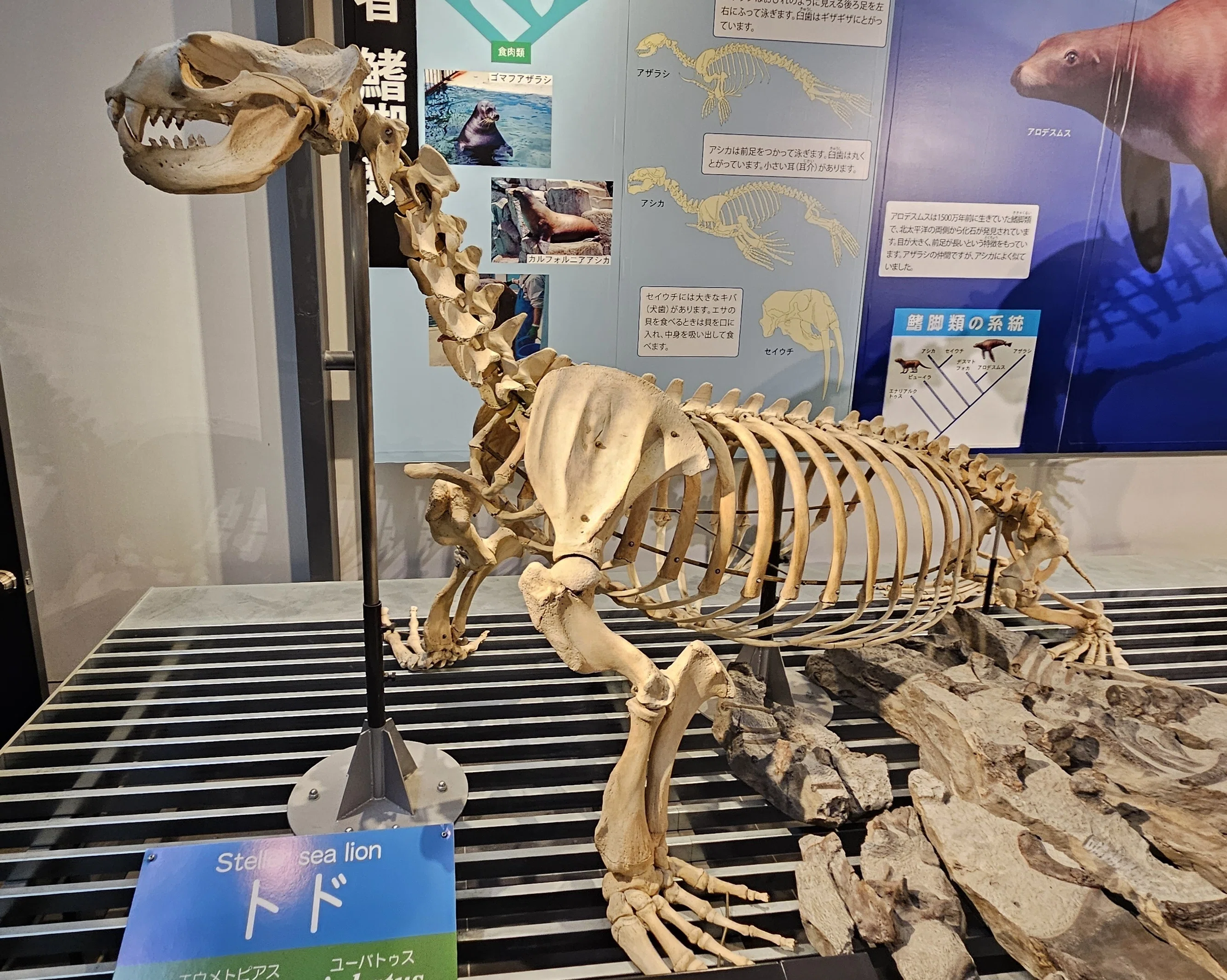 全国博物館の旅【77】足寄動物化石博物館｜美原さつき