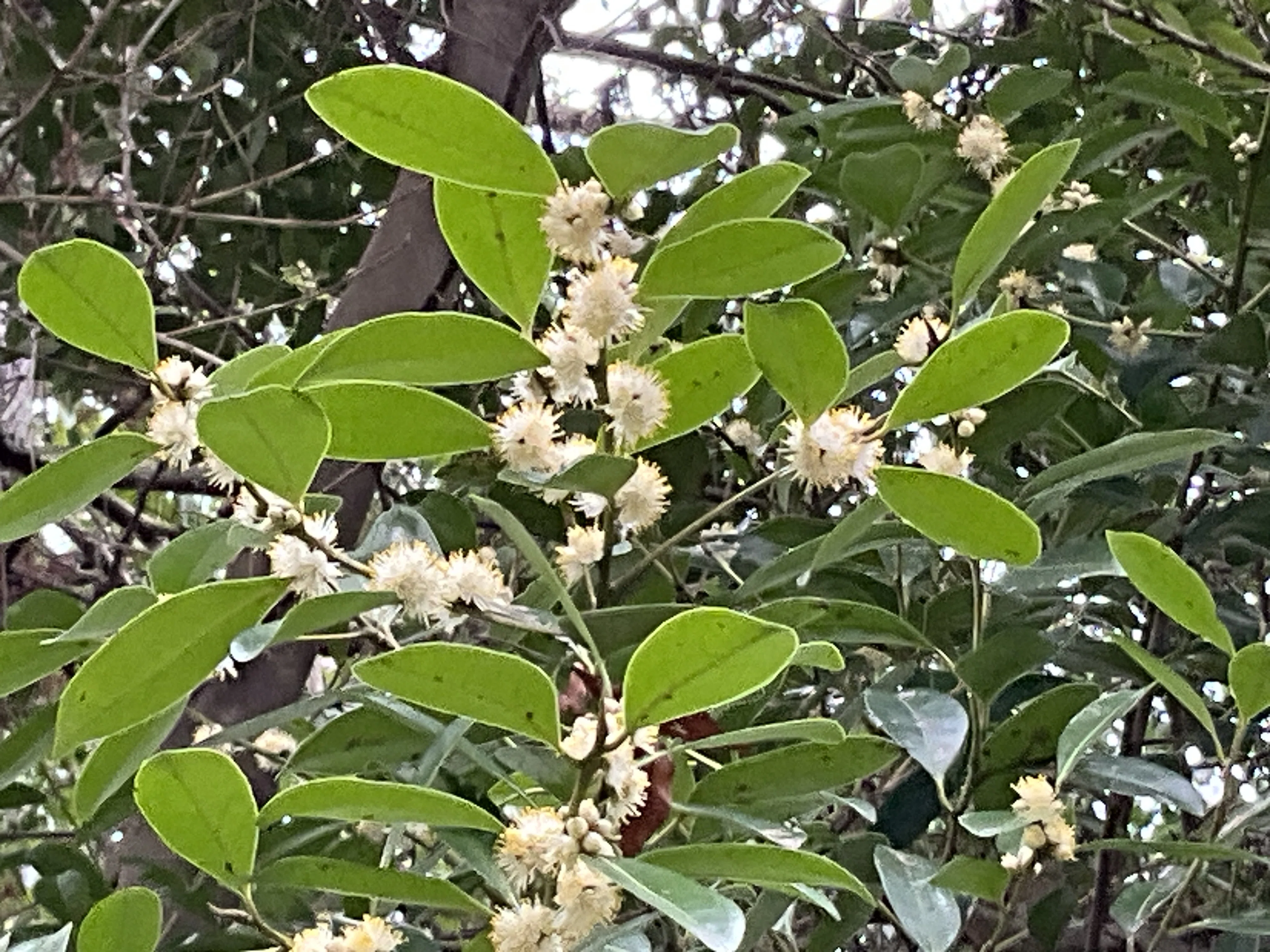 クロキの花が咲く（京都府立植物園）：2026年3月25日（水）｜藤井秀昭