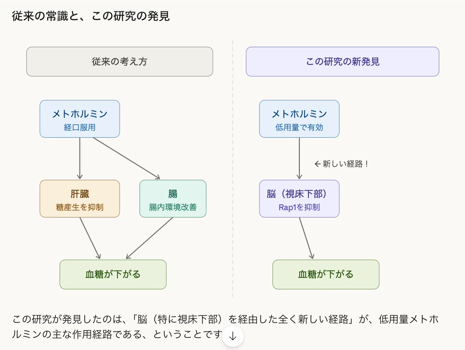 メトホルミン 作用 機 序