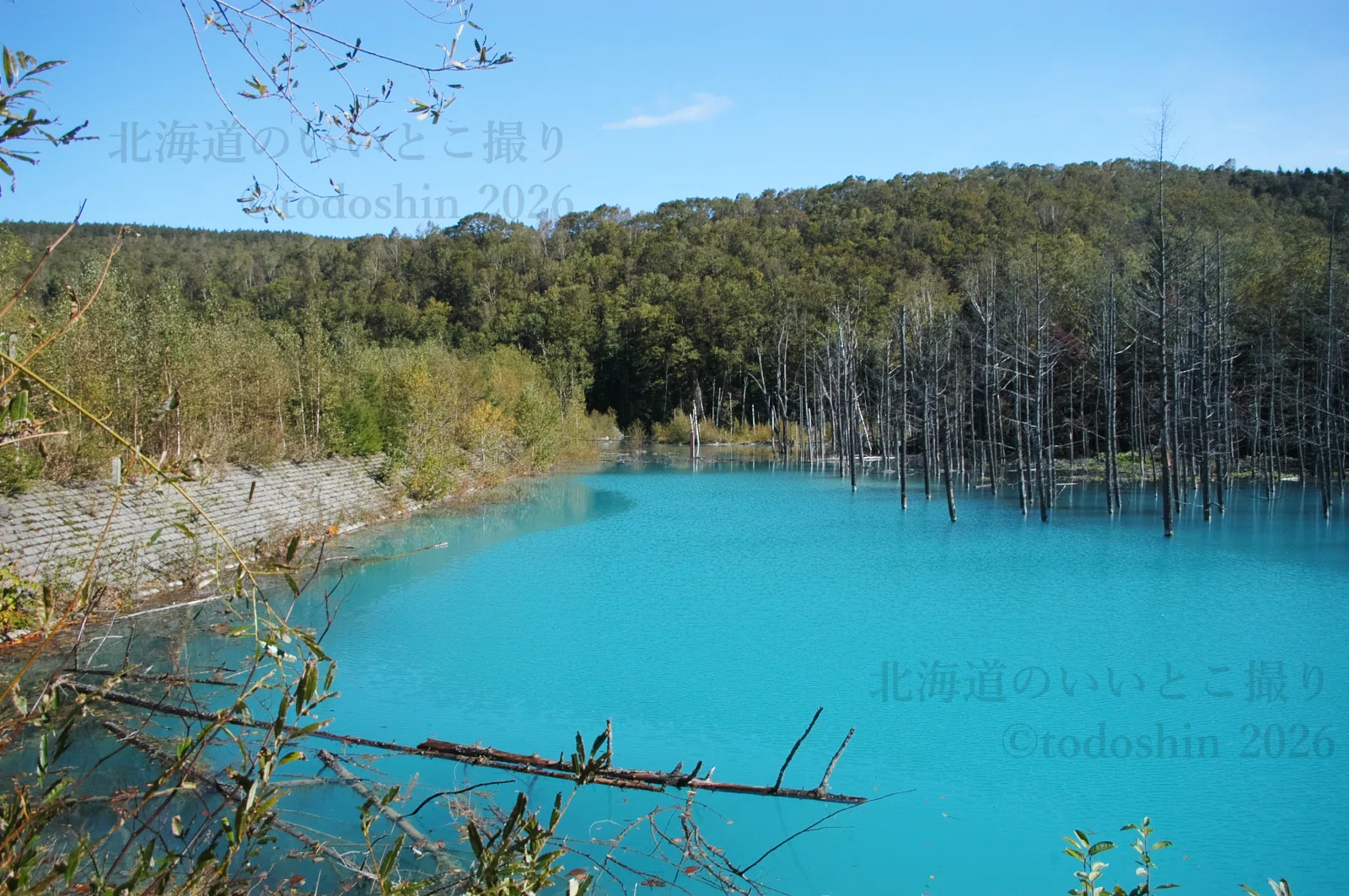 青い池（美瑛） 美瑛町の青い池 2004年10月｜todoshin