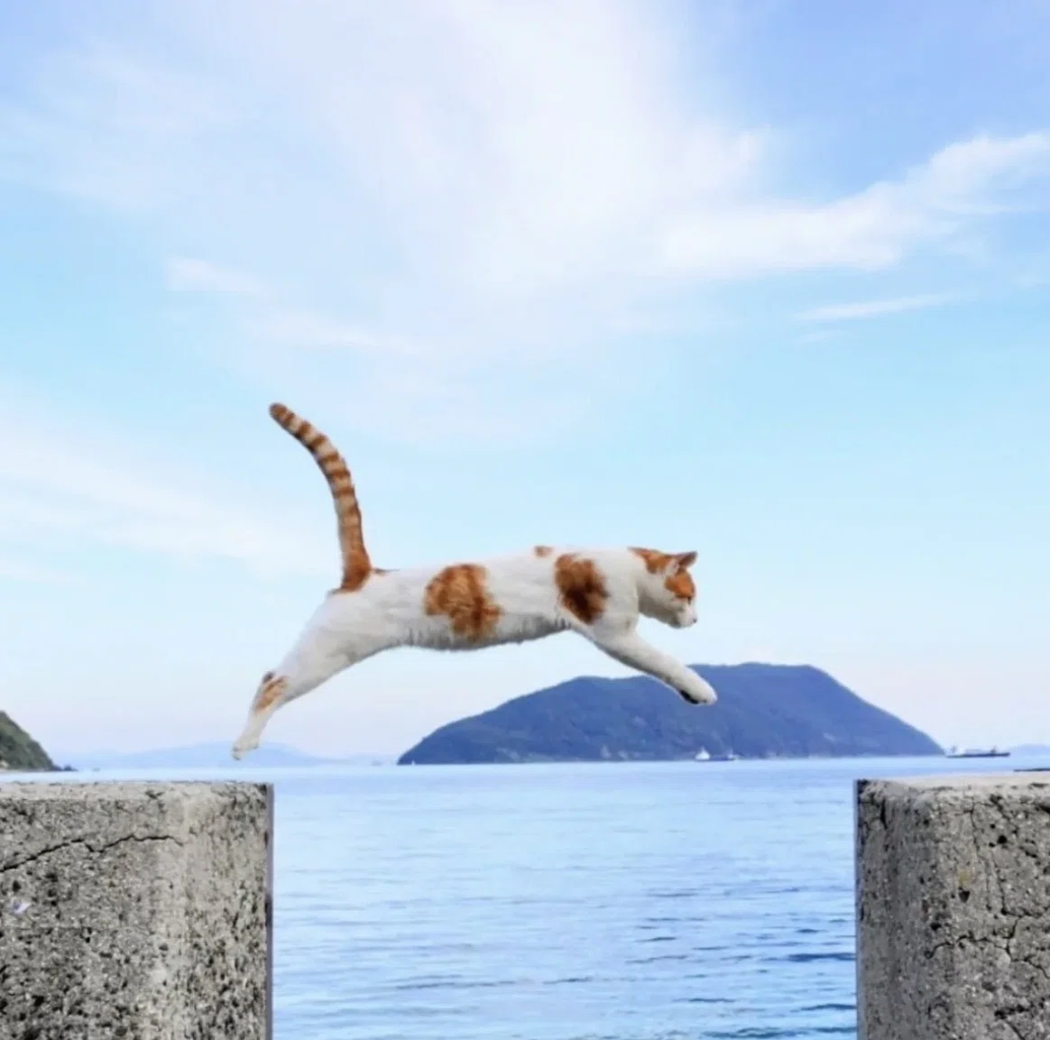 674 佐柳島・空飛ぶ猫に会いに来たけれど｜揺蕩う旅人・なお