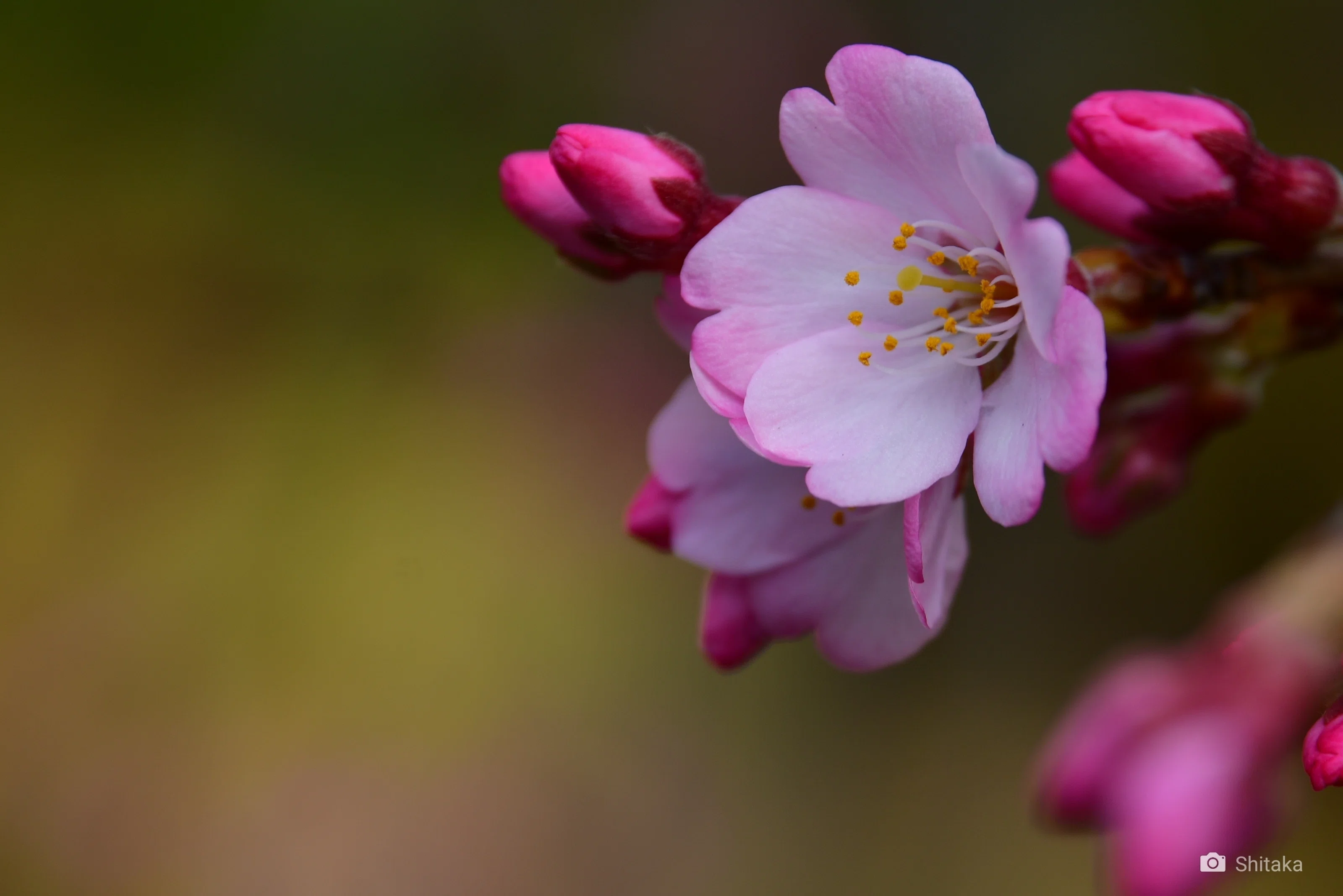 D500でキャンパスの枝垂れ桜を撮ってみた｜志鷹英男（ShitakaHideo）