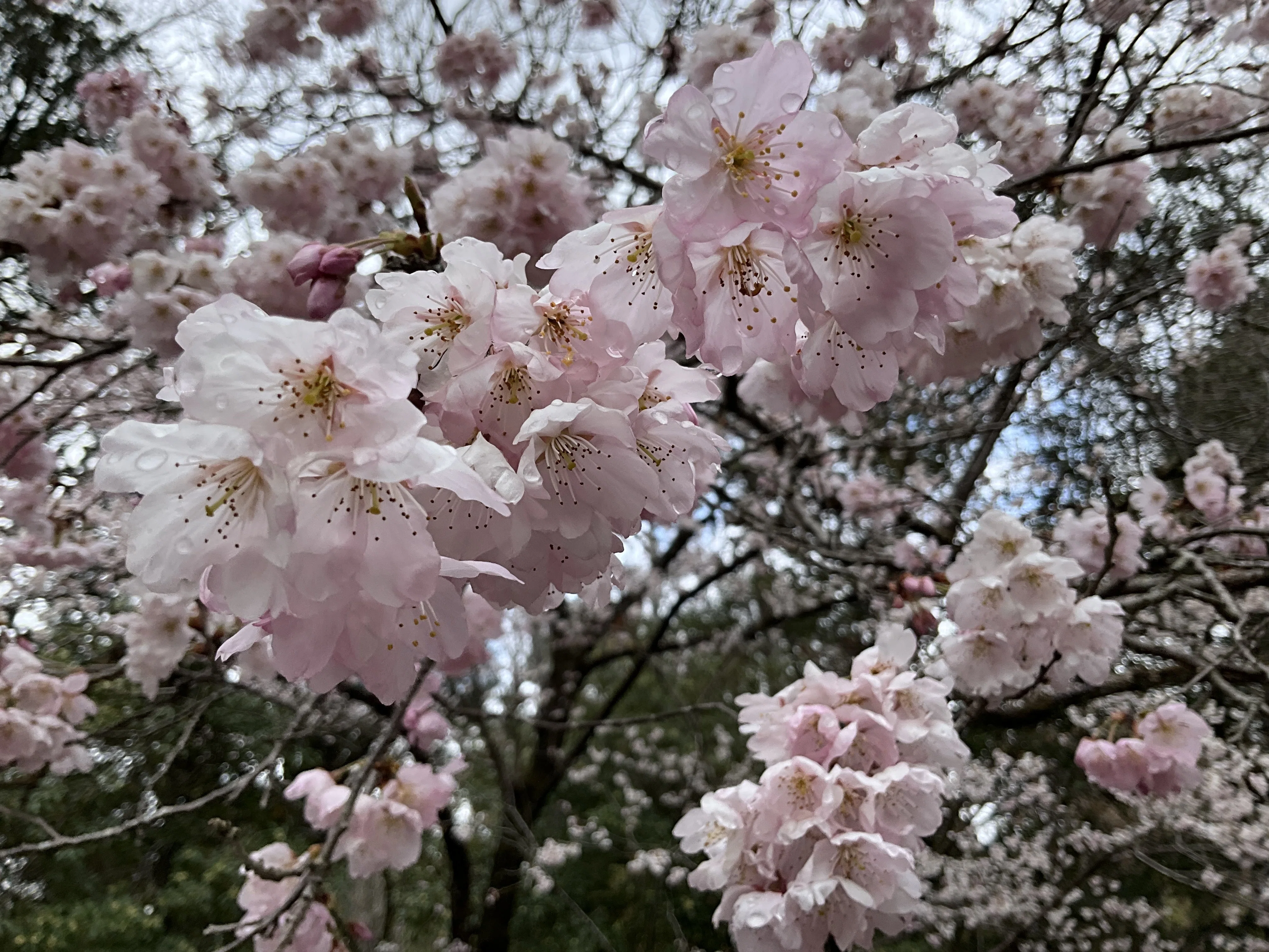 満開のトウカイザクラ（京都府立植物園）：2026年3月25日（水）｜藤井