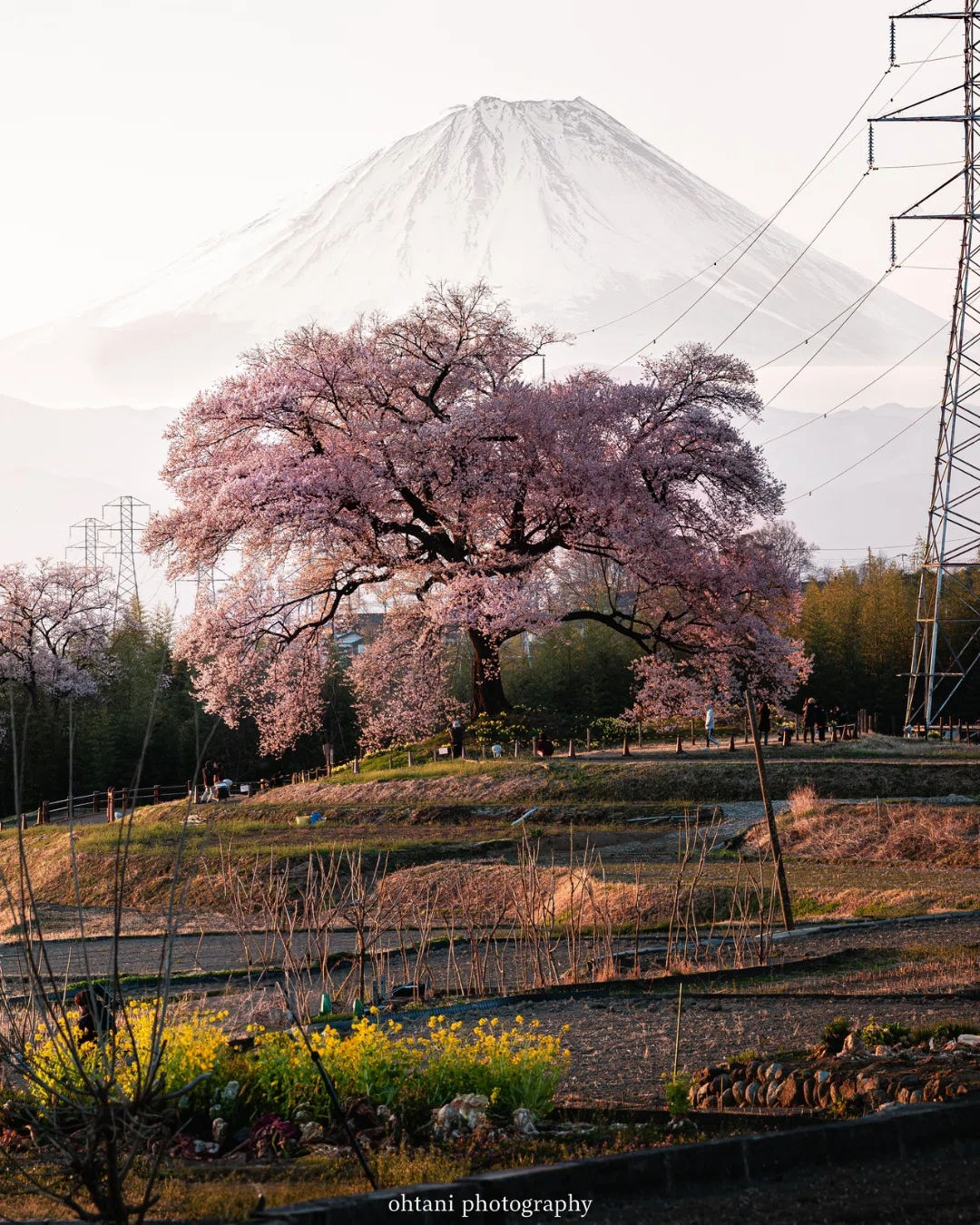 No.004_だから、わに塚の桜は最高｜【図解】なぜこの風景は定番なのか