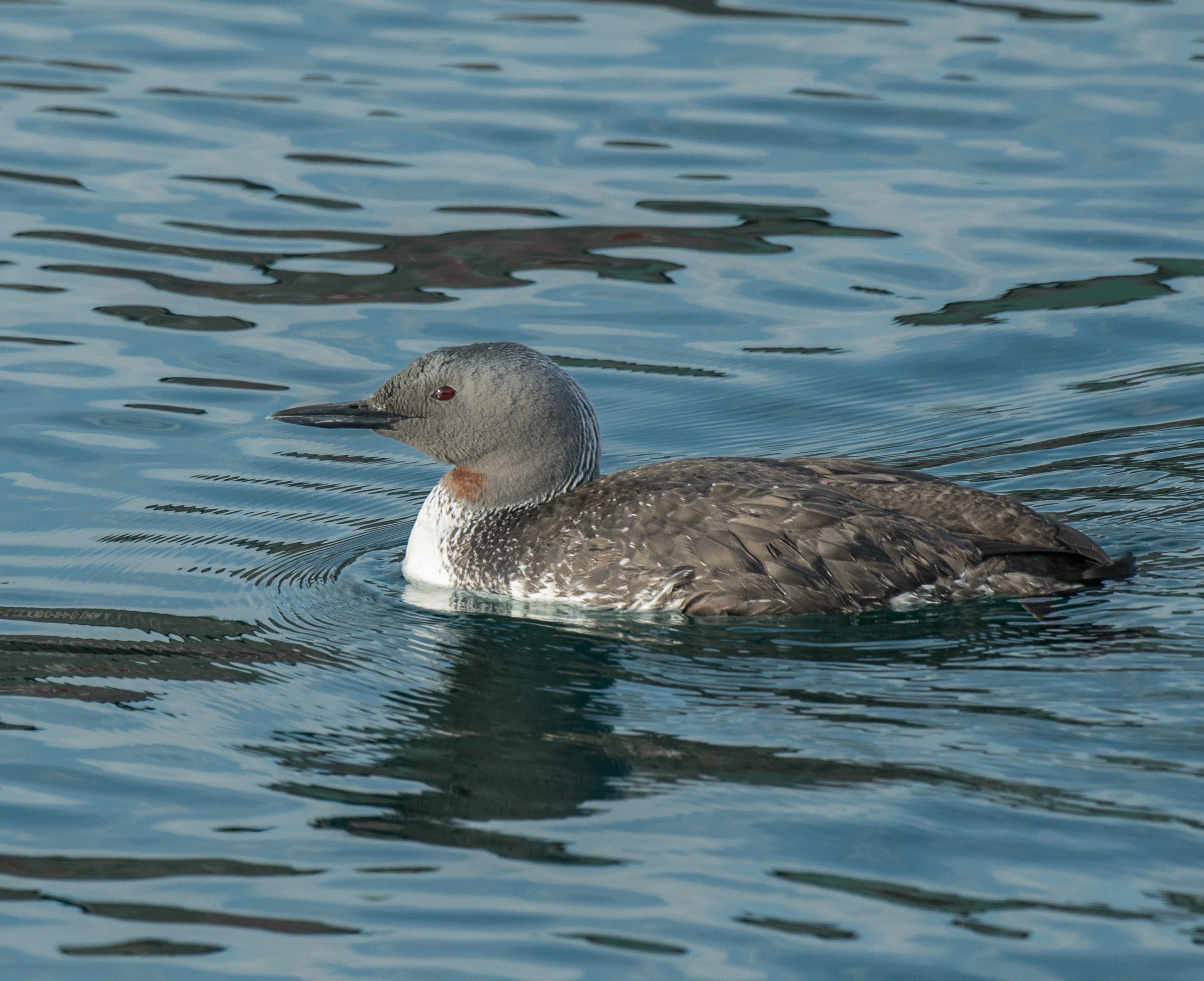 シカゴでバードウォッチング！】 Red-throated Loon｜ローリー