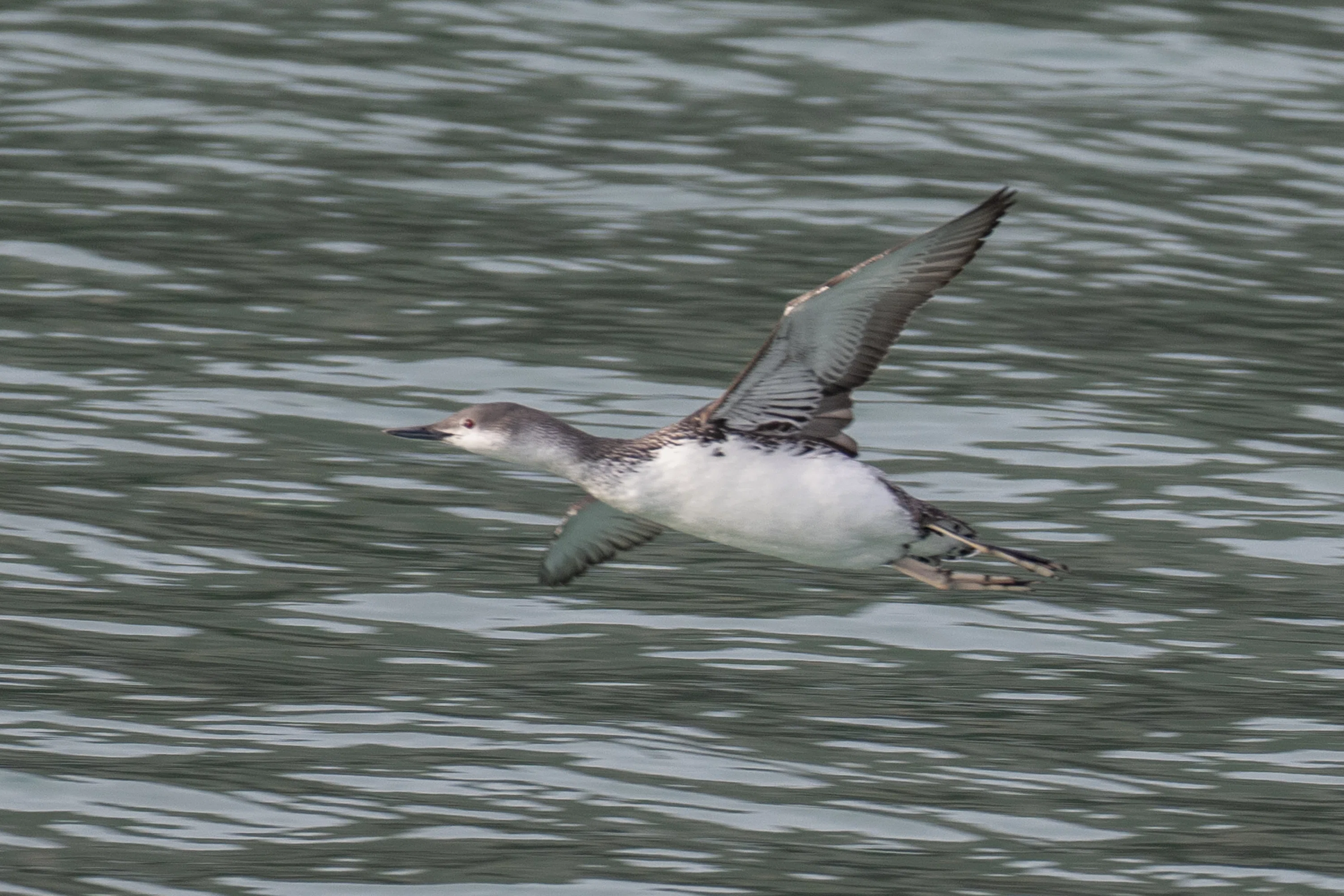 シカゴでバードウォッチング！】 Red-throated Loon｜ローリー