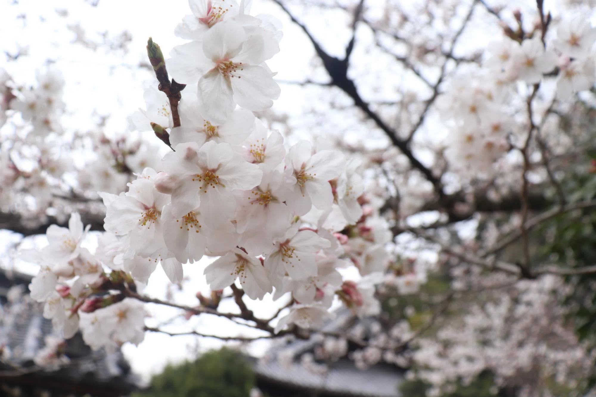 京都市西京区】桜の開花宣言と同時に洛西熱くパンフェスタ売り切れ続出