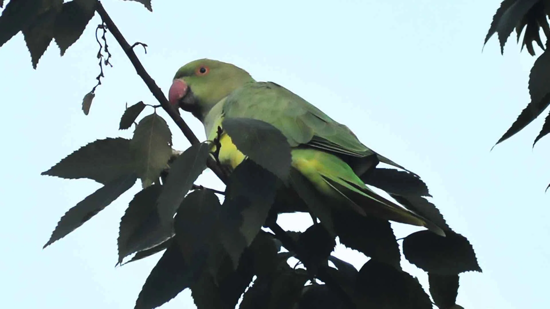 川崎市中原区】木に群がる鮮やかなグリーンの鳥軍団を目撃！ 野生の