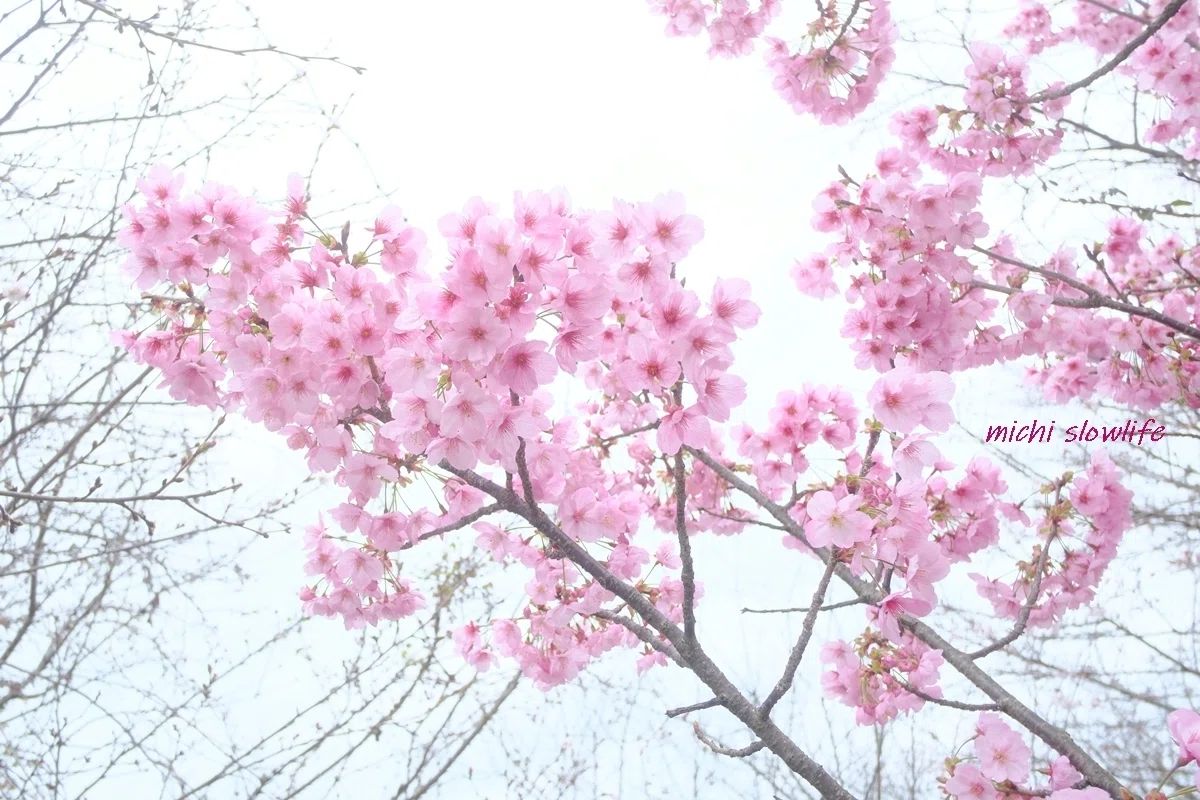 2026年桜巡りvol.1～青空に映える陽光桜・江戸彼岸桜｜*michi*