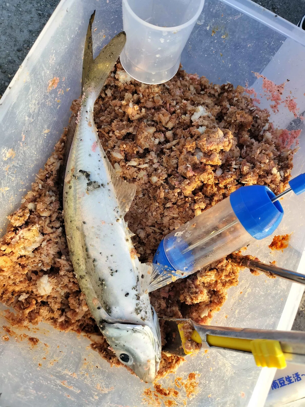 釣れたアジ