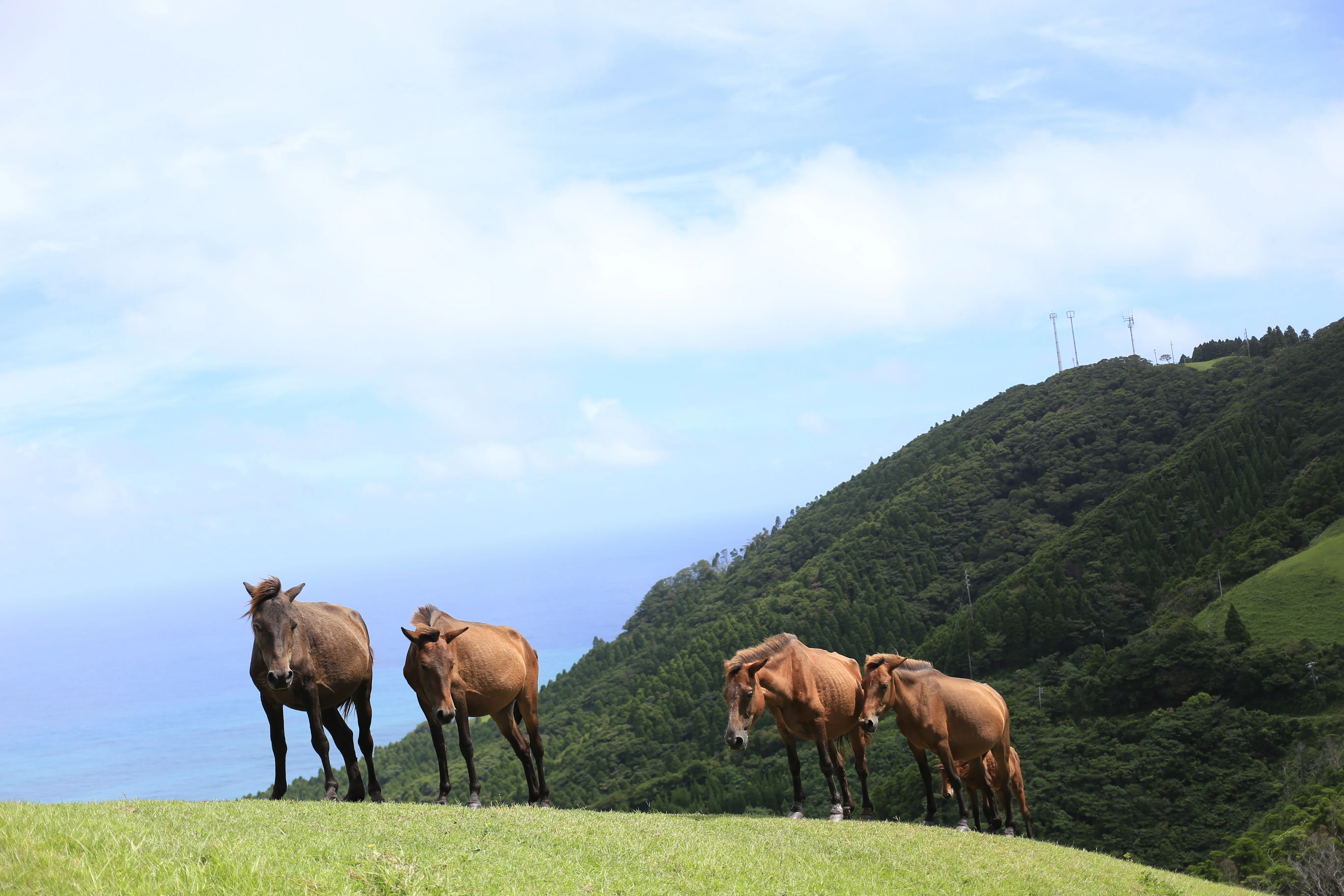 馬のいる景色 岬に暮らす馬たち｜御崎馬のいる都井岬（宮崎県串間市）｜いっすん note