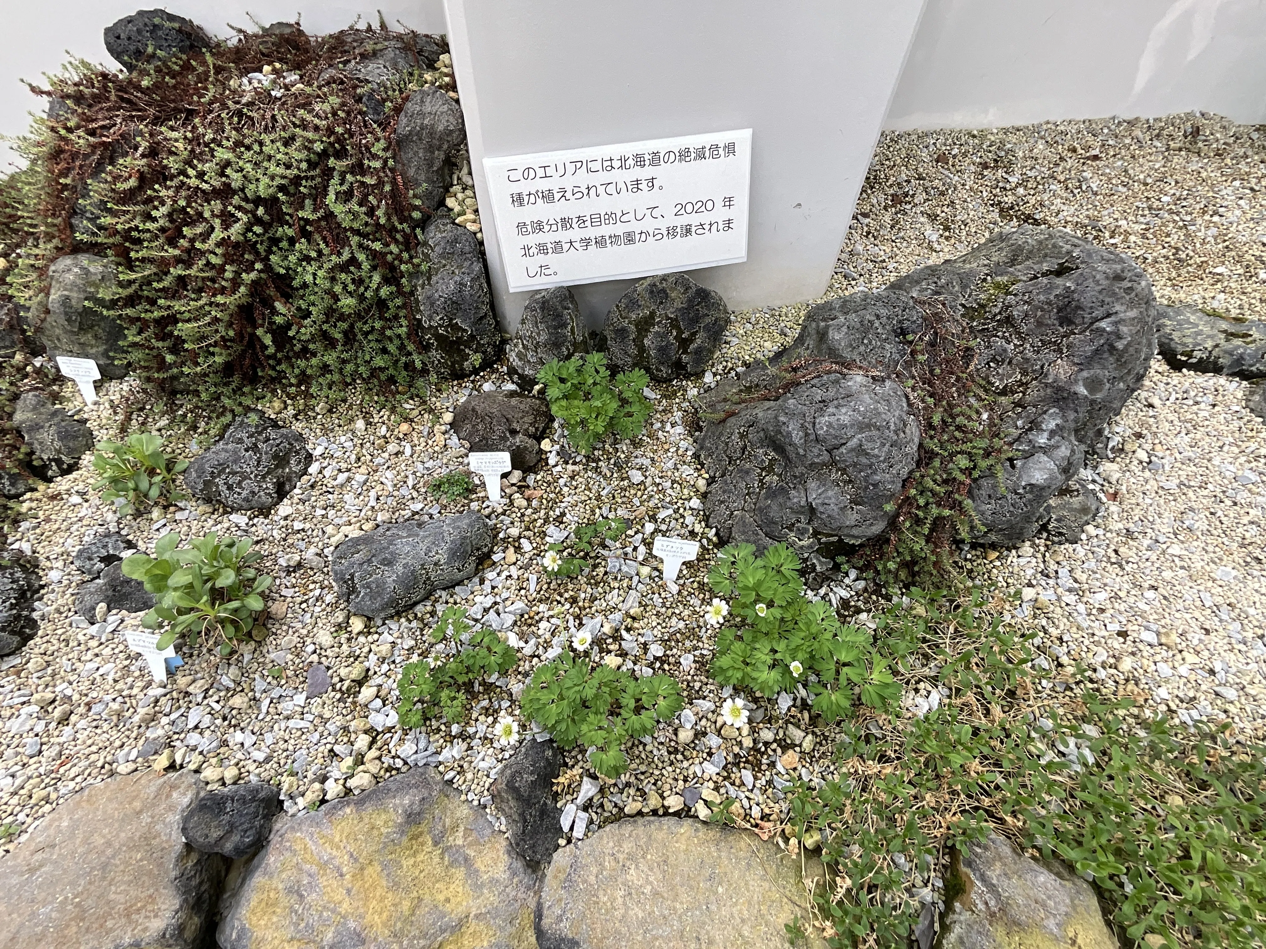C74 北岳草 ヒダカソウ（京都府立植物園）：2026年4月4日（土）｜藤井秀昭（『京都