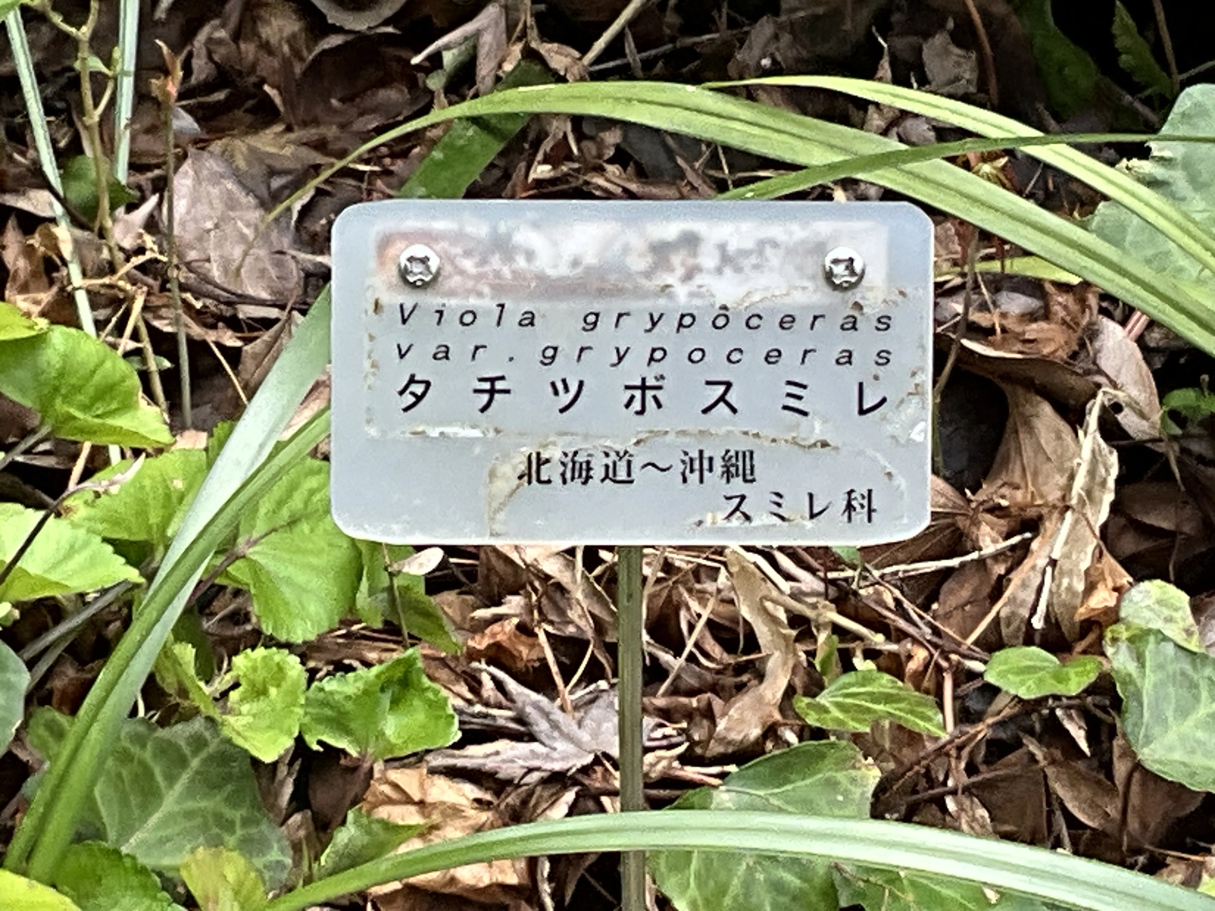 タチツボスミレ（京都府立植物園）：2026年3月25日（水）｜藤井秀昭