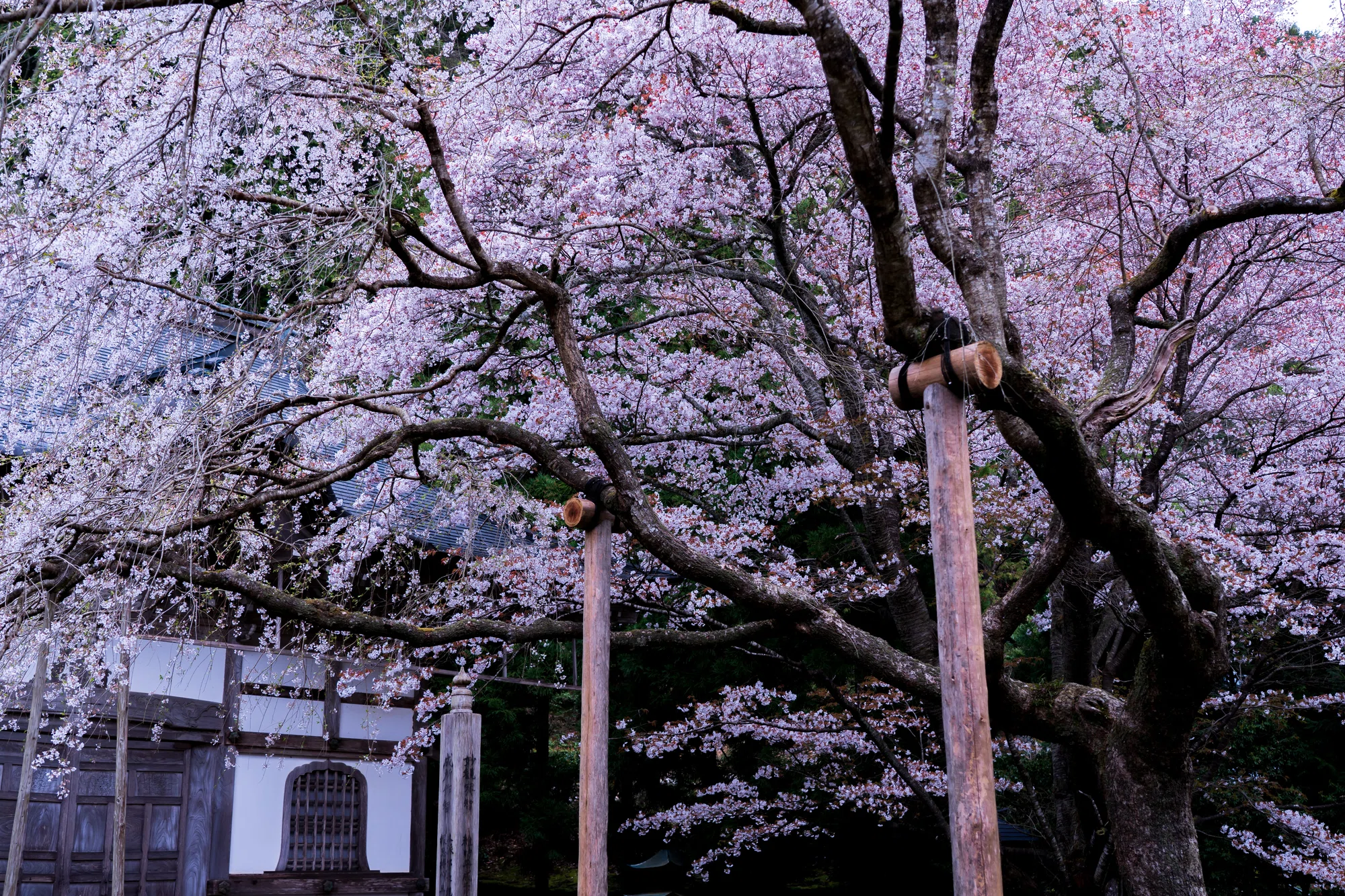 日本美の探求者・白洲正子と京北の「かくれ里」常照皇寺の桜｜偉人たち