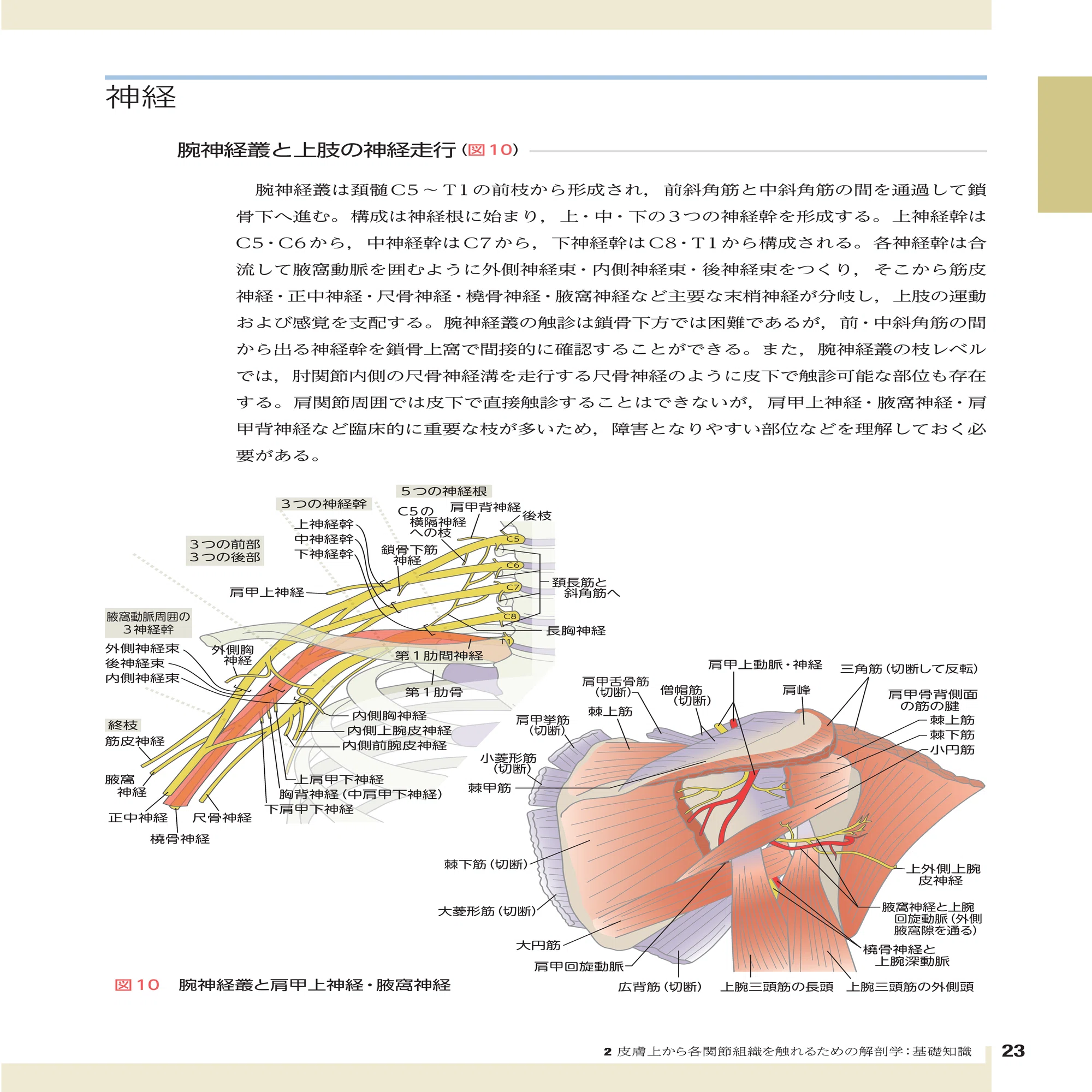 書籍試し読み】医師と理学療法士のタッグで患者を治す！『フルカラーで