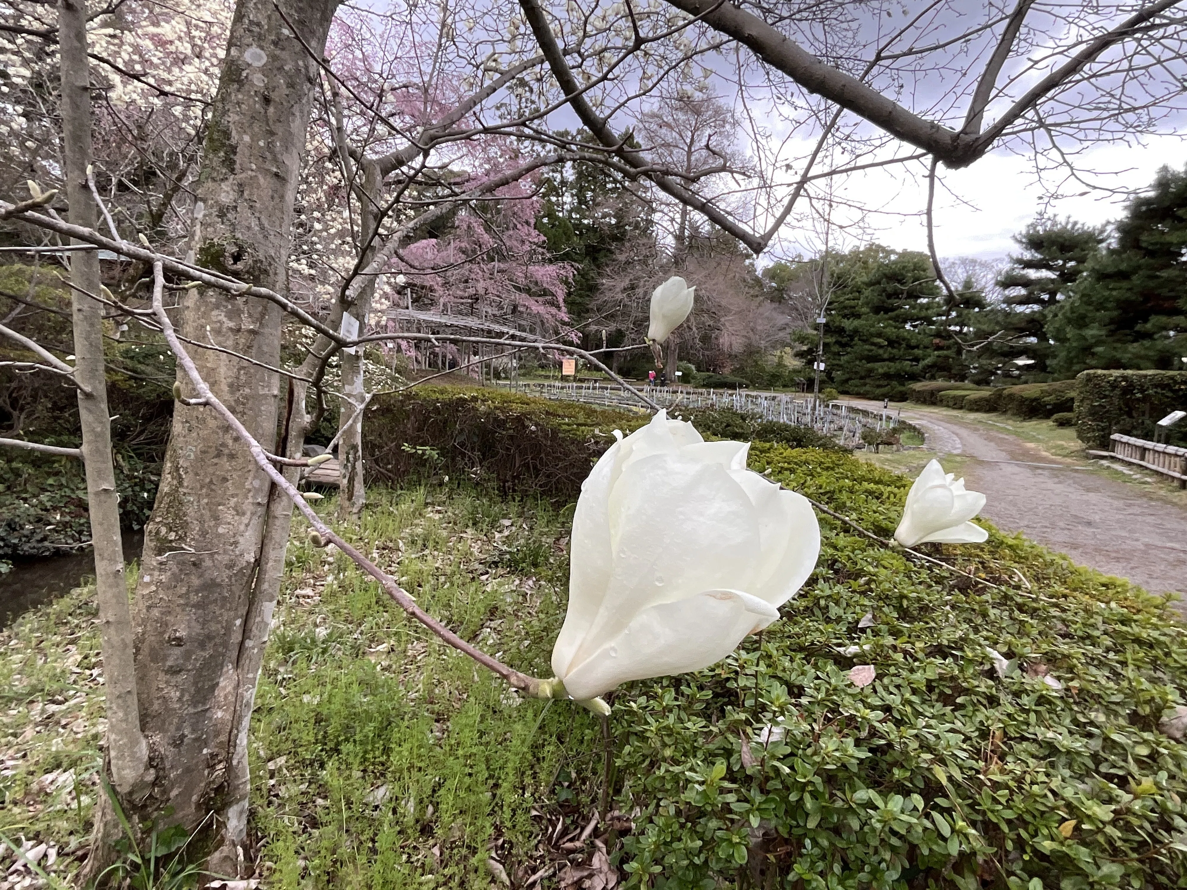 ハクモクレンが咲く（京都府立植物園）No.132：2026年3月26日（木