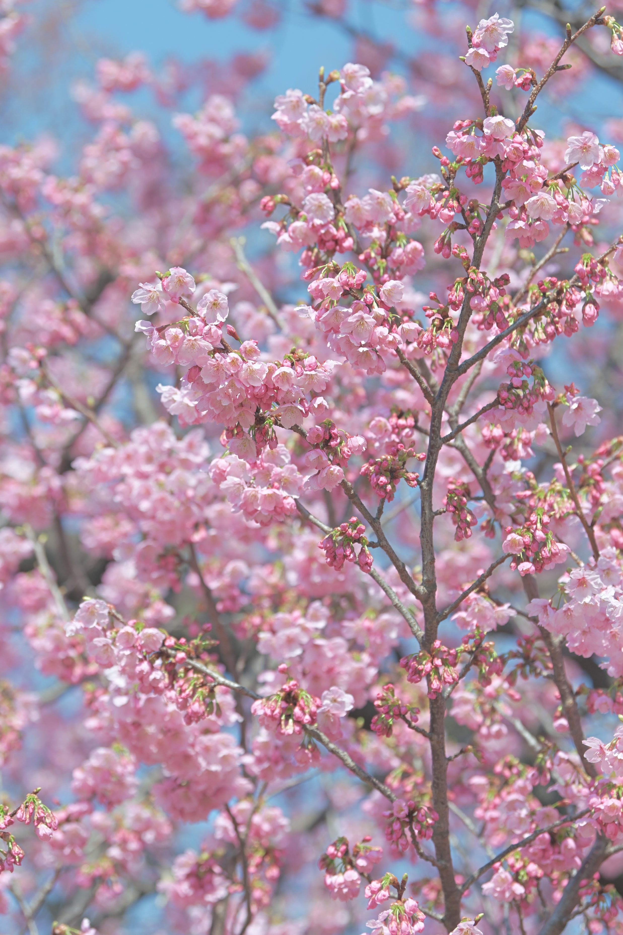 桜 4/20 発売】adidas Originals ZX 8000 “Hanami/Sakura” (アディダス