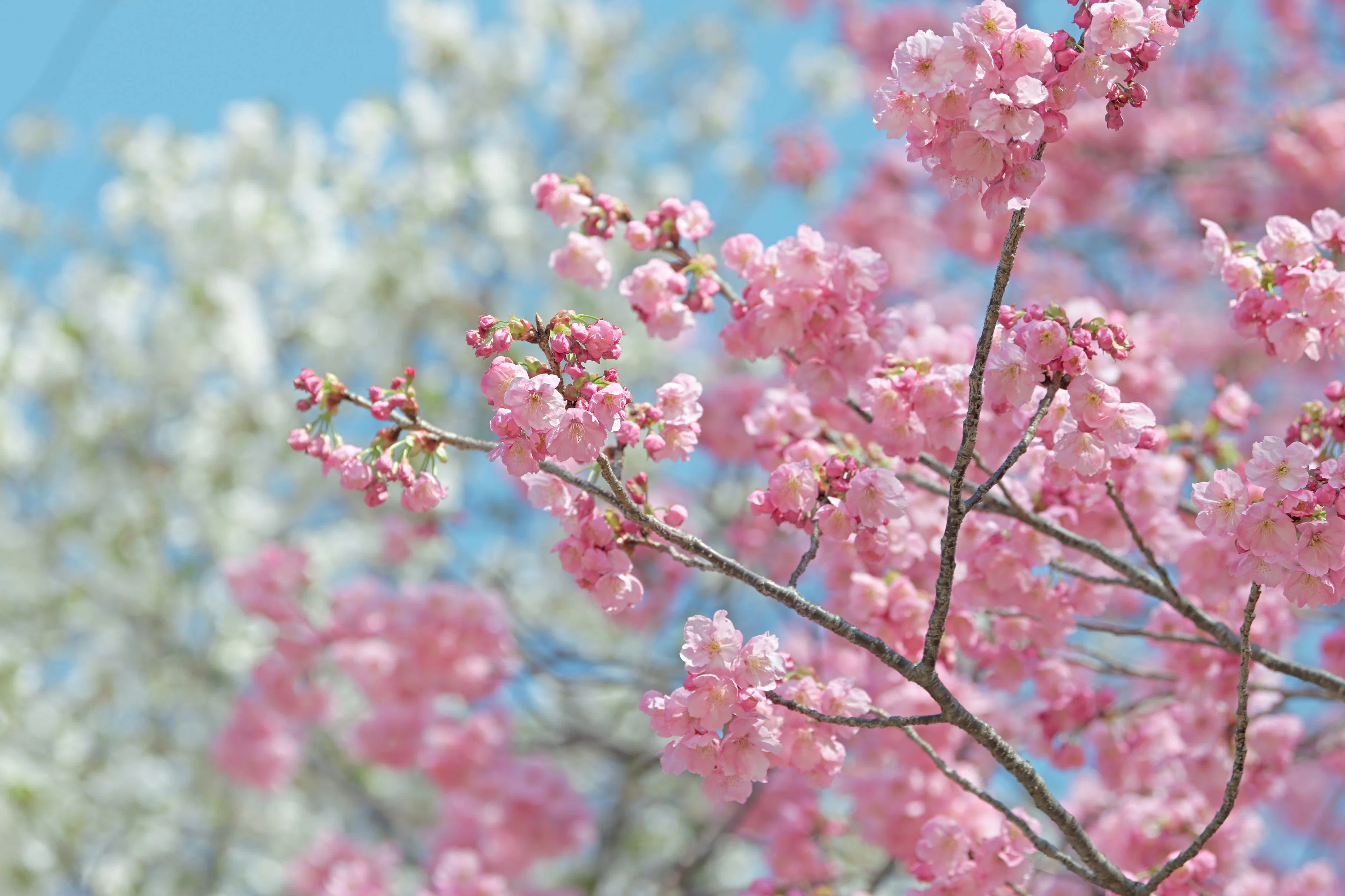 Zの桜 （Z9 : AF-S NIKKOR 70-200mm f/2.8E FL ED VR x1.4） もうZ9は