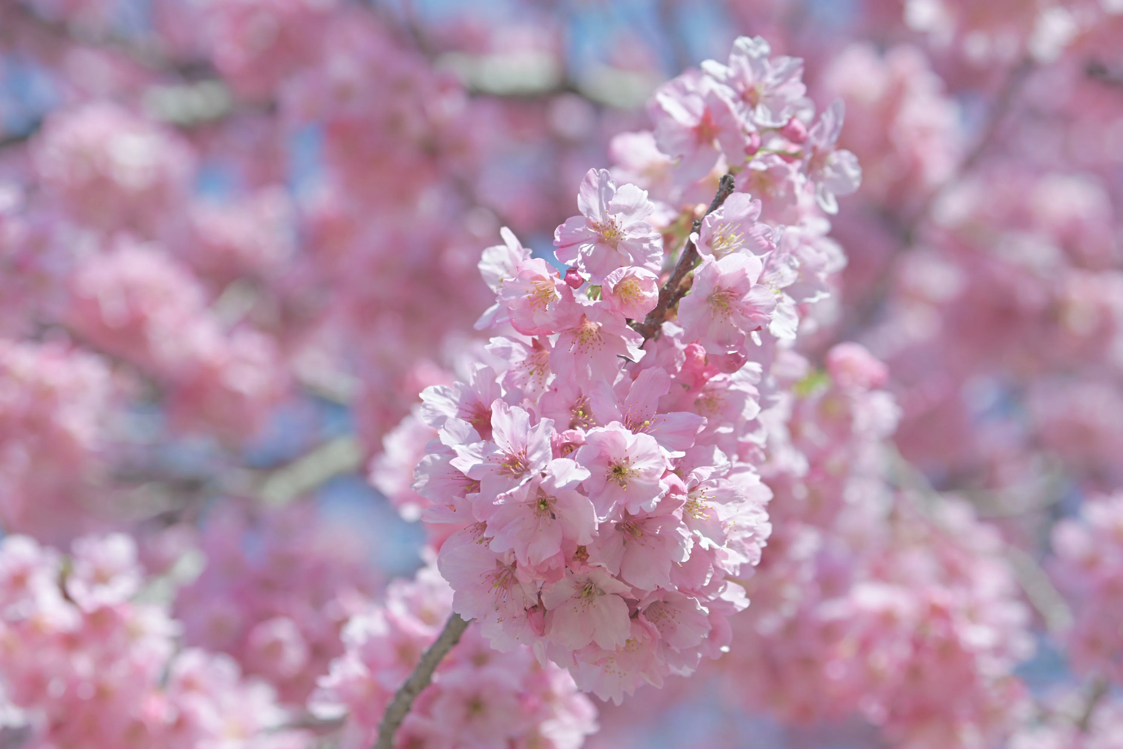 Zの桜 （Z9 : AF-S NIKKOR 70-200mm f/2.8E FL ED VR x1.4） もうZ9は
