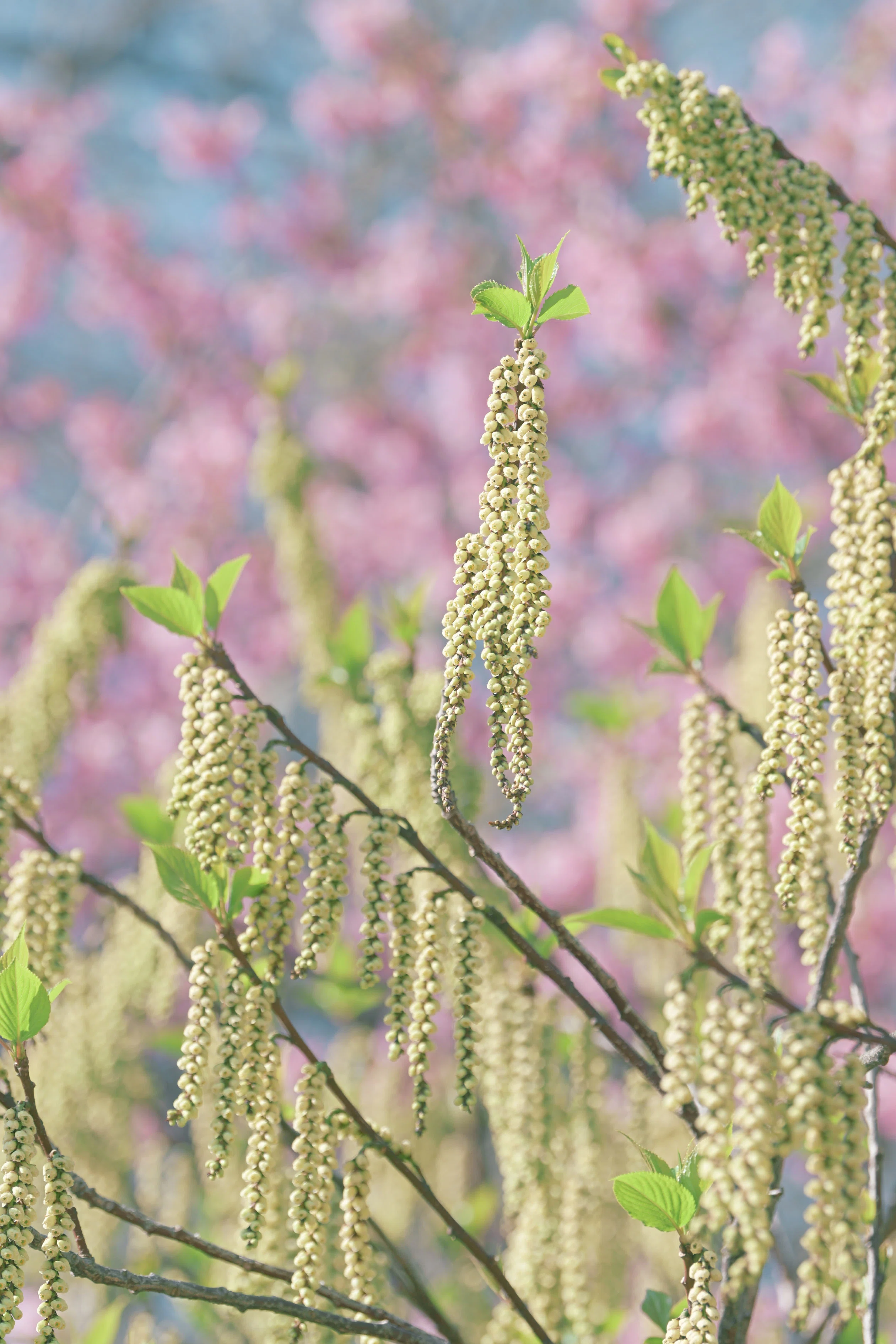 Zの桜 （Z9 : AF-S NIKKOR 70-200mm f/2.8E FL ED VR x1.4） もうZ9は