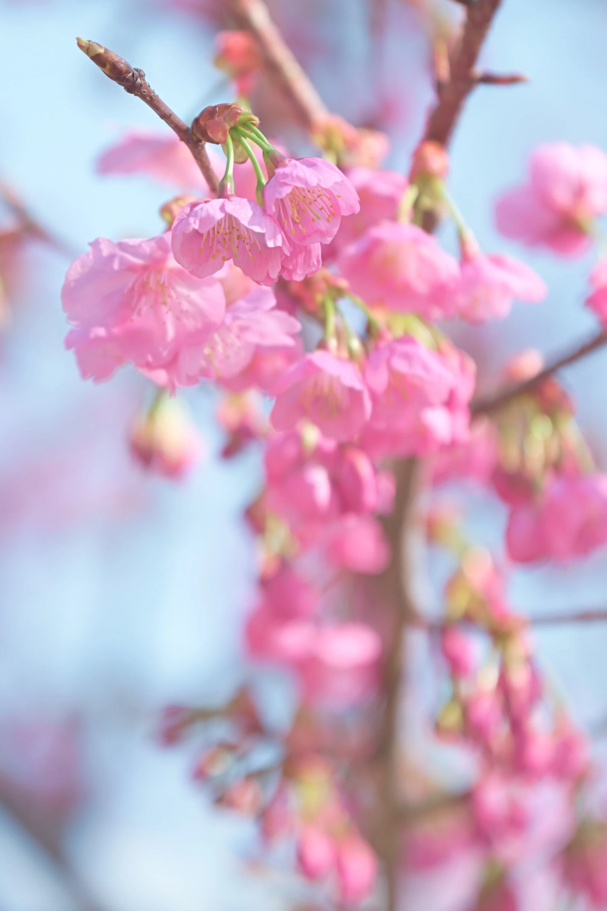 Zの桜 （Z9 : AF-S NIKKOR 70-200mm f/2.8E FL ED VR x1.4） もうZ9は