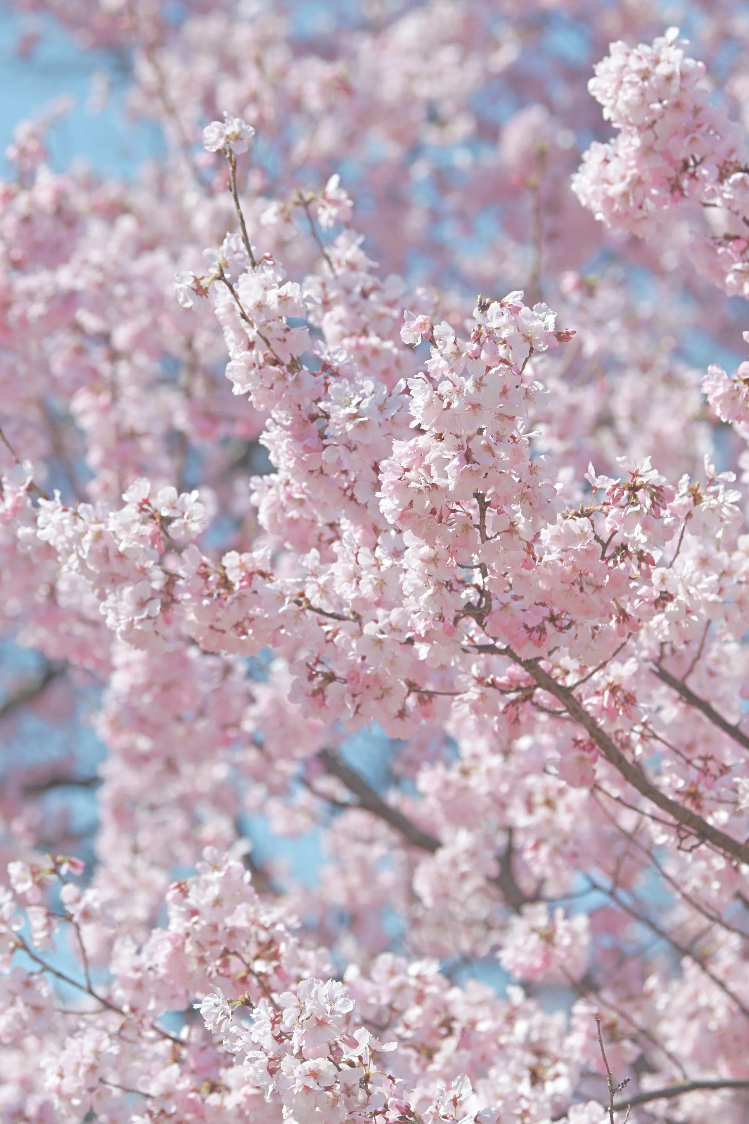 Zの桜 （Z9 : AF-S NIKKOR 70-200mm f/2.8E FL ED VR x1.4） もうZ9は