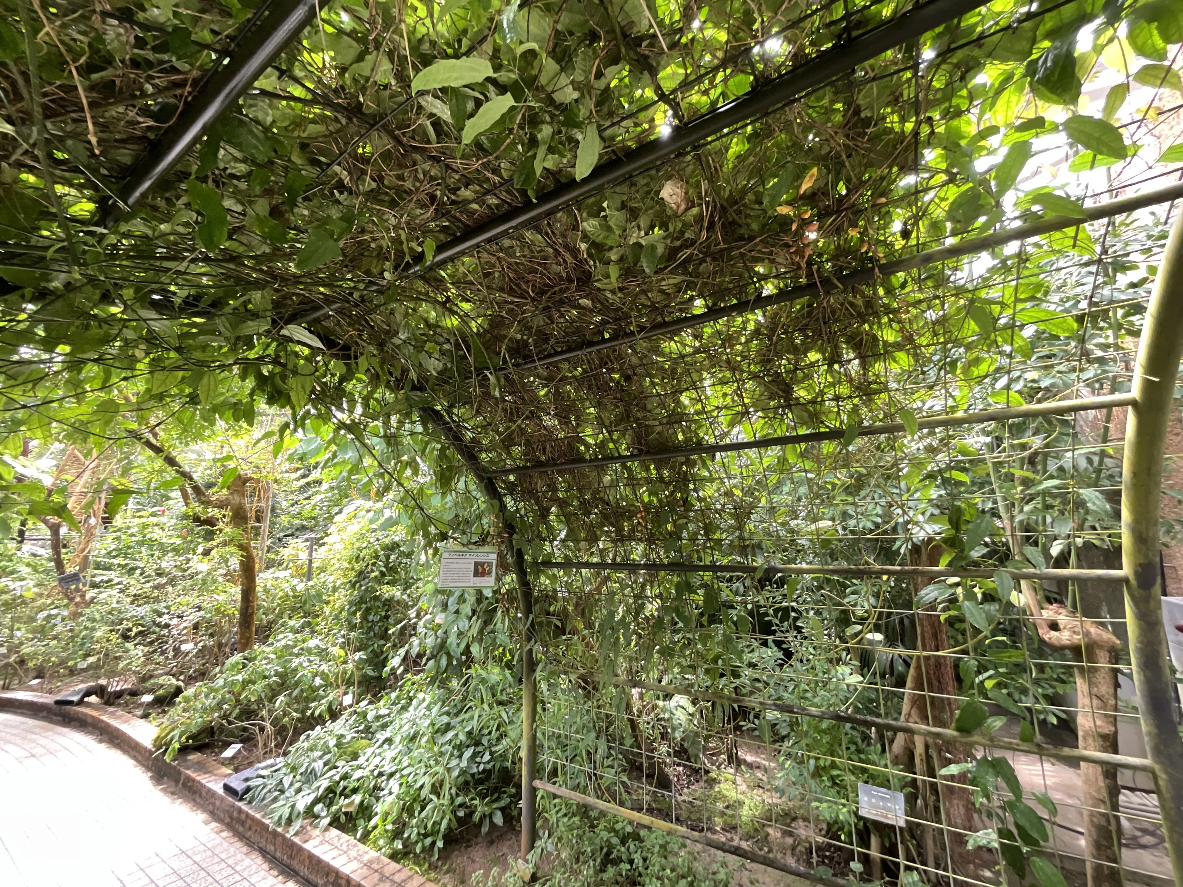 ツンベルギア・マイソレンシス（京都府立植物園）：2026年3月26日（木
