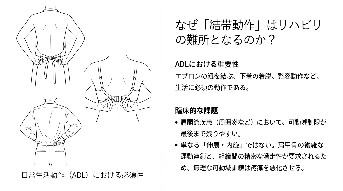 結帯動作の核心：肩関節周囲炎に対する機能解剖学的アプローチと臨床