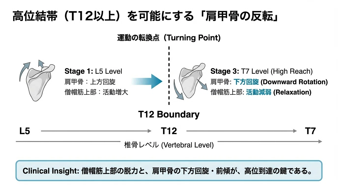結帯動作の核心：肩関節周囲炎に対する機能解剖学的アプローチと臨床