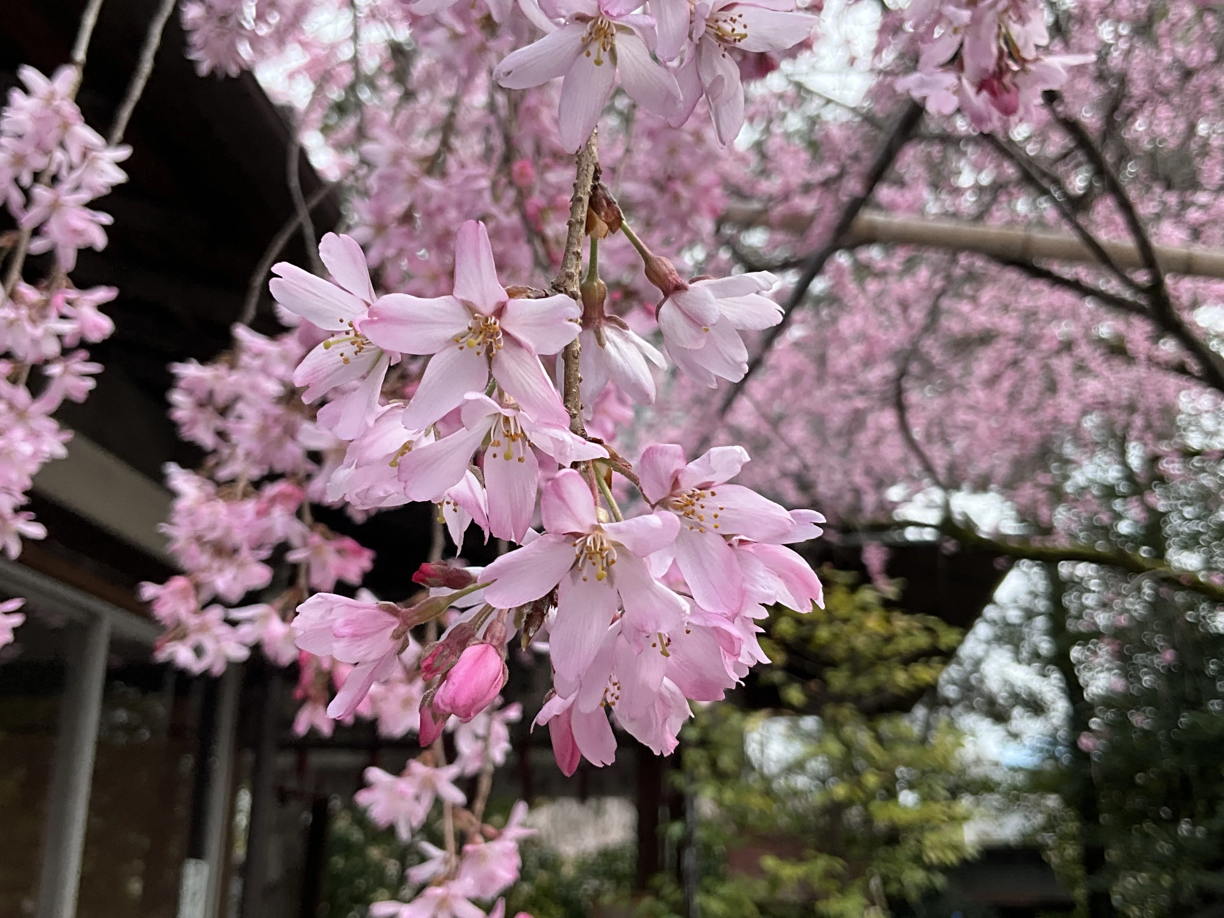 水火天満宮の紅枝垂れ桜：2026年3月27日（金）｜藤井秀昭（『京都居候