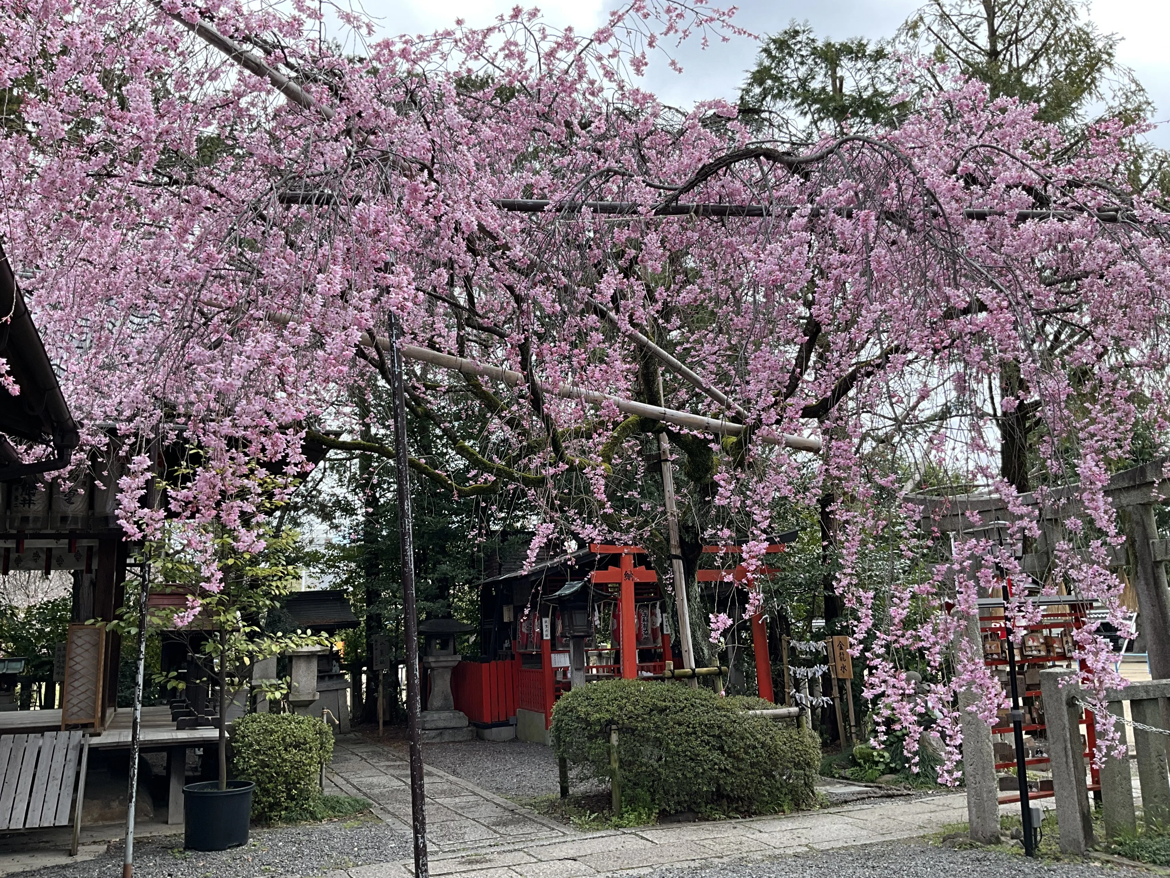 水火天満宮の紅枝垂れ桜：2026年3月27日（金）｜藤井秀昭（『京都居候