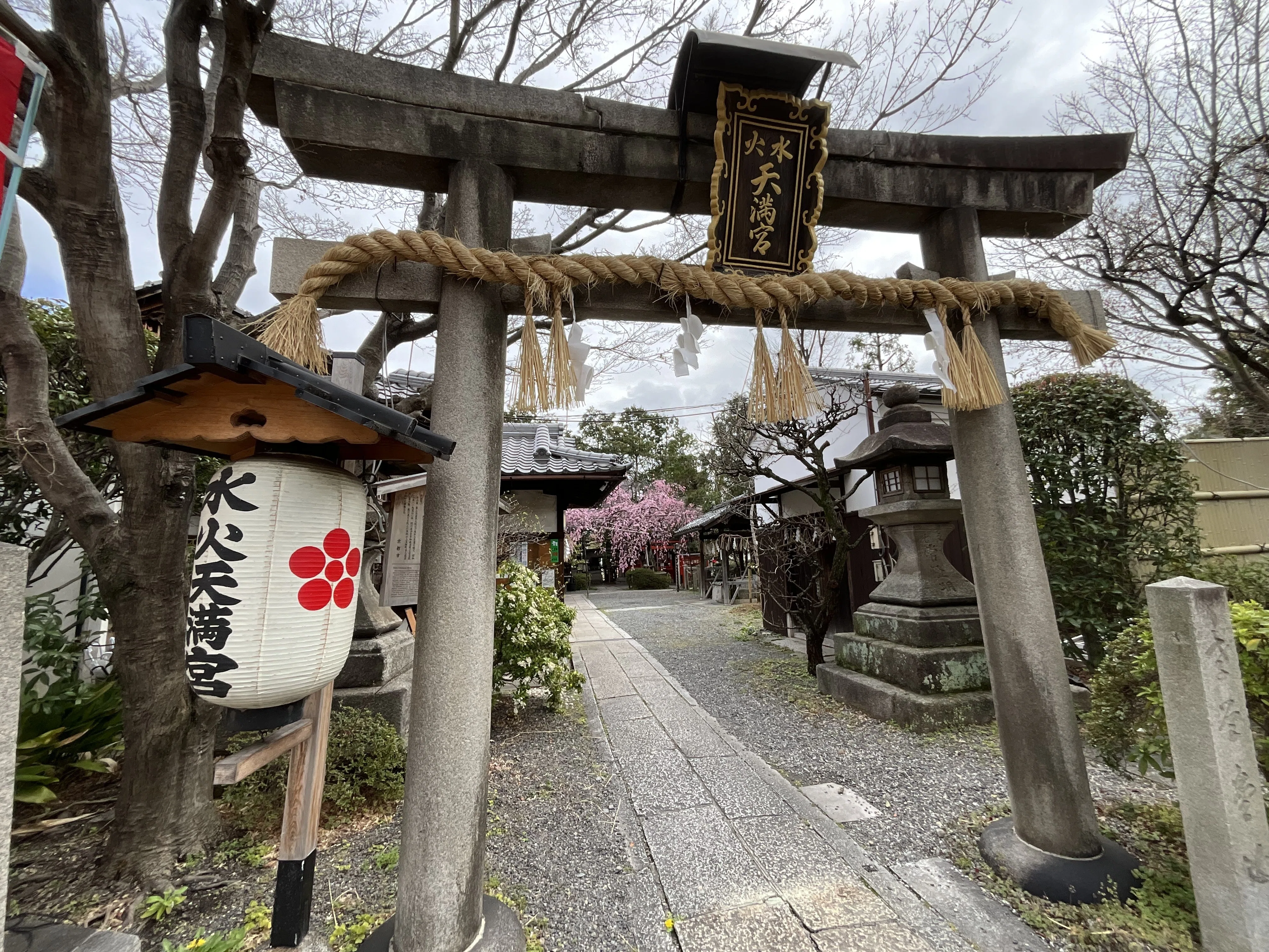 水火天満宮の紅枝垂れ桜：2026年3月27日（金）｜藤井秀昭（『京都居候