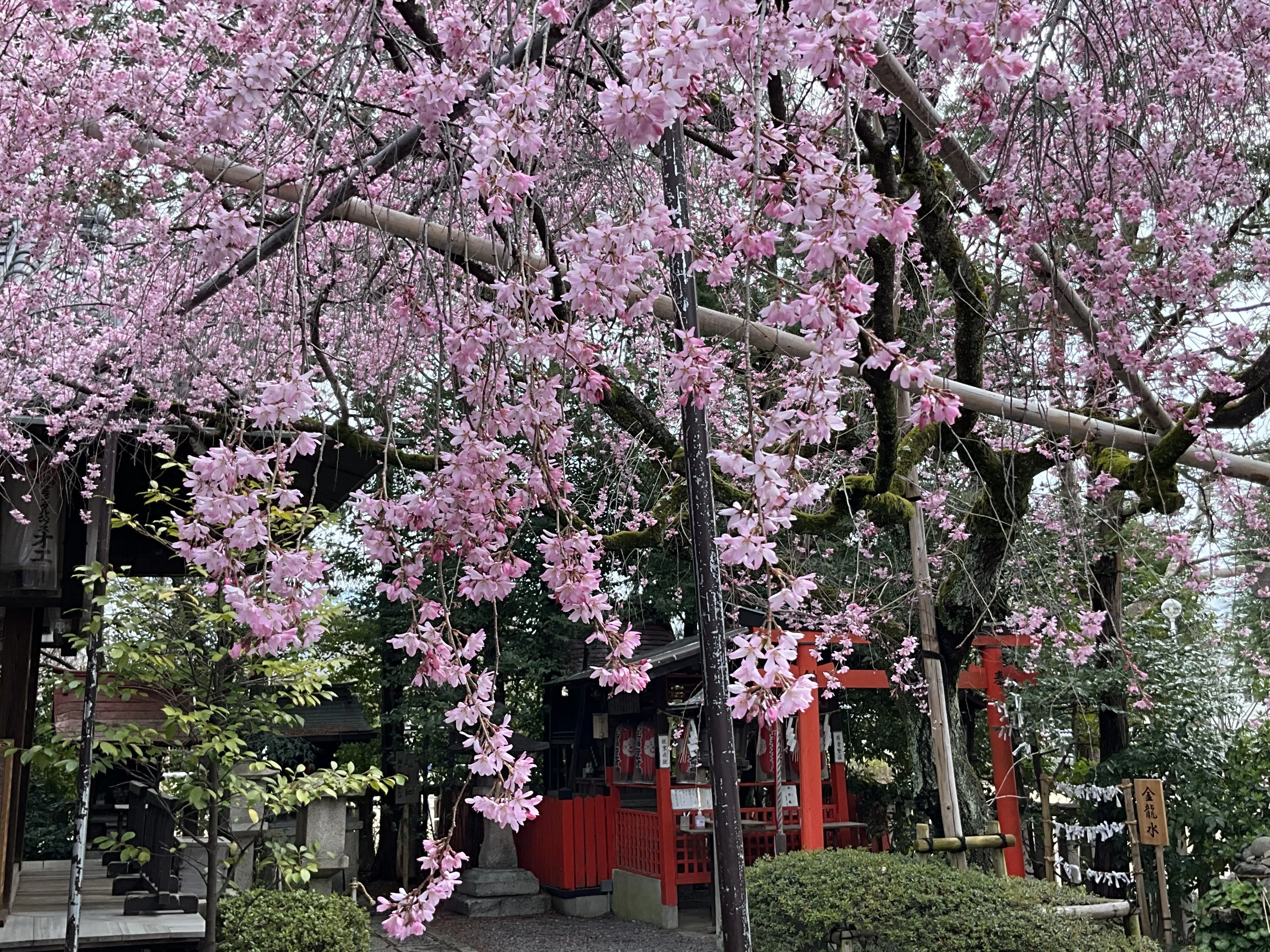 水火天満宮の紅枝垂れ桜：2026年3月27日（金）｜藤井秀昭（『京都居候