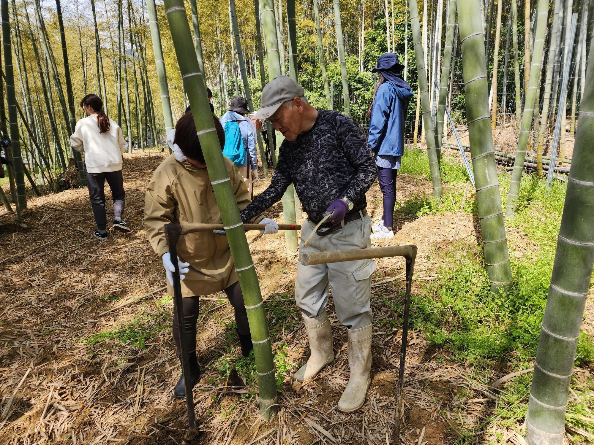 京都市西京区】京都西山流！ たけのこを掘り続けて55年の名人技が圧巻